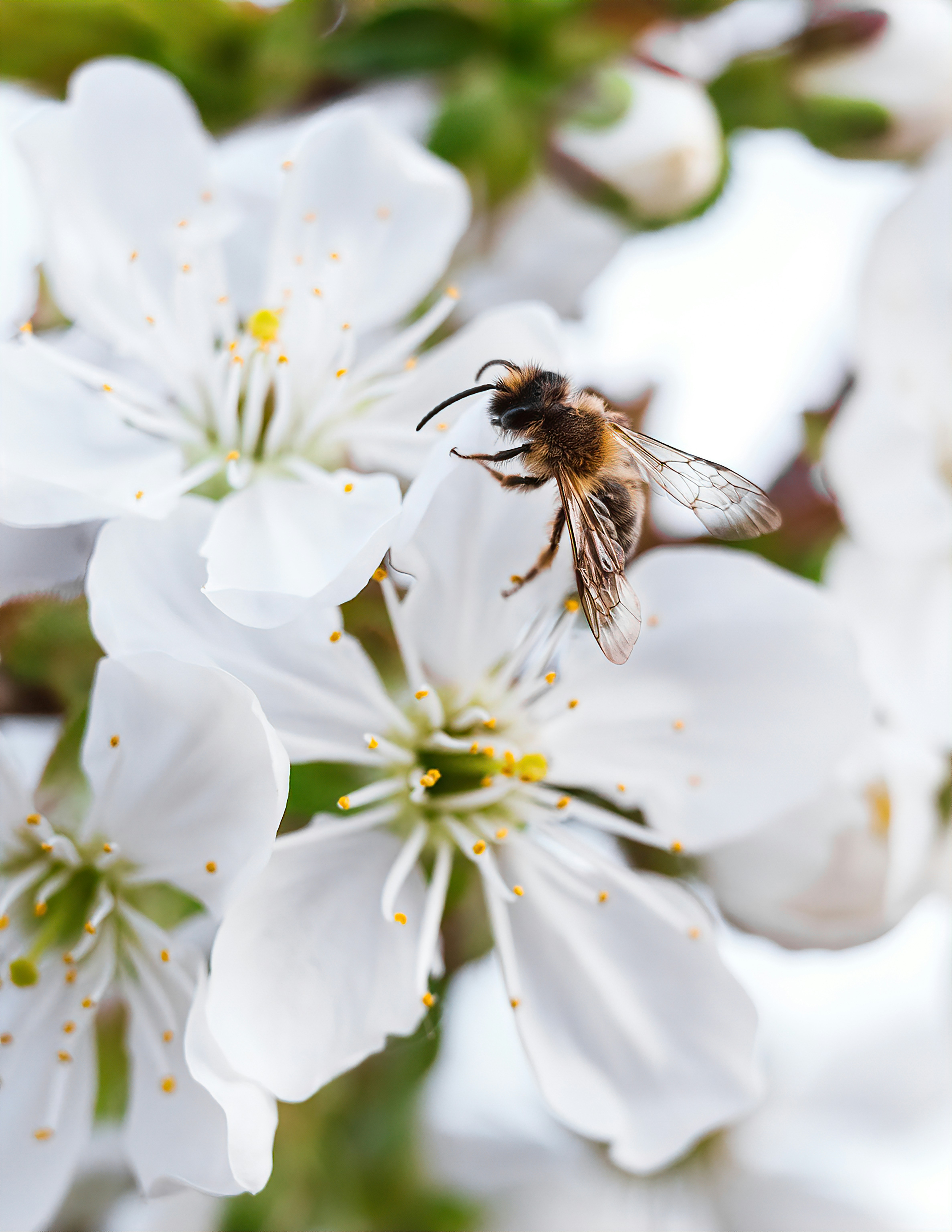 A bee gathers nectar from white blossoms.