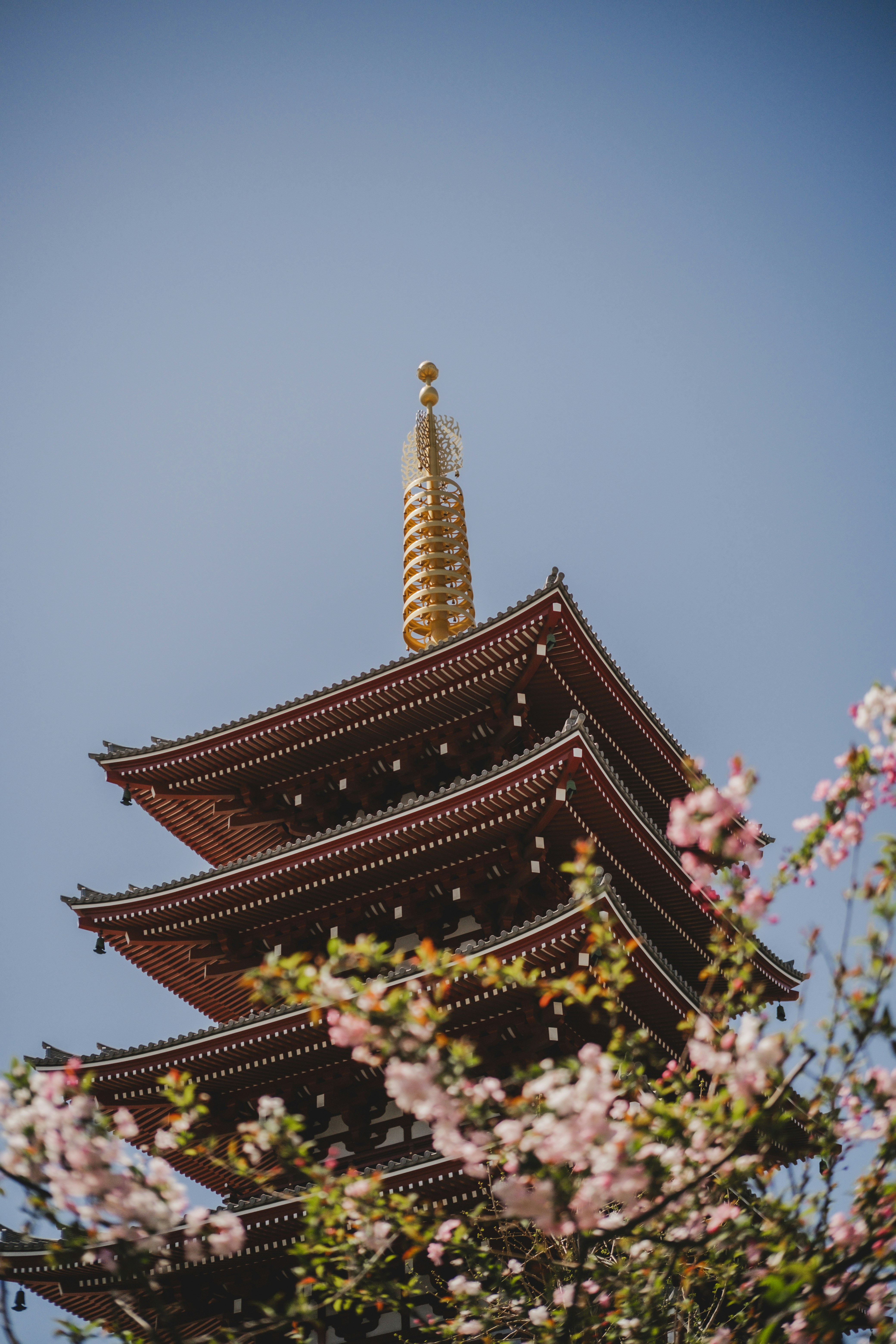 일본 사원은 벚꽃과 함께 솟아 있습니다.