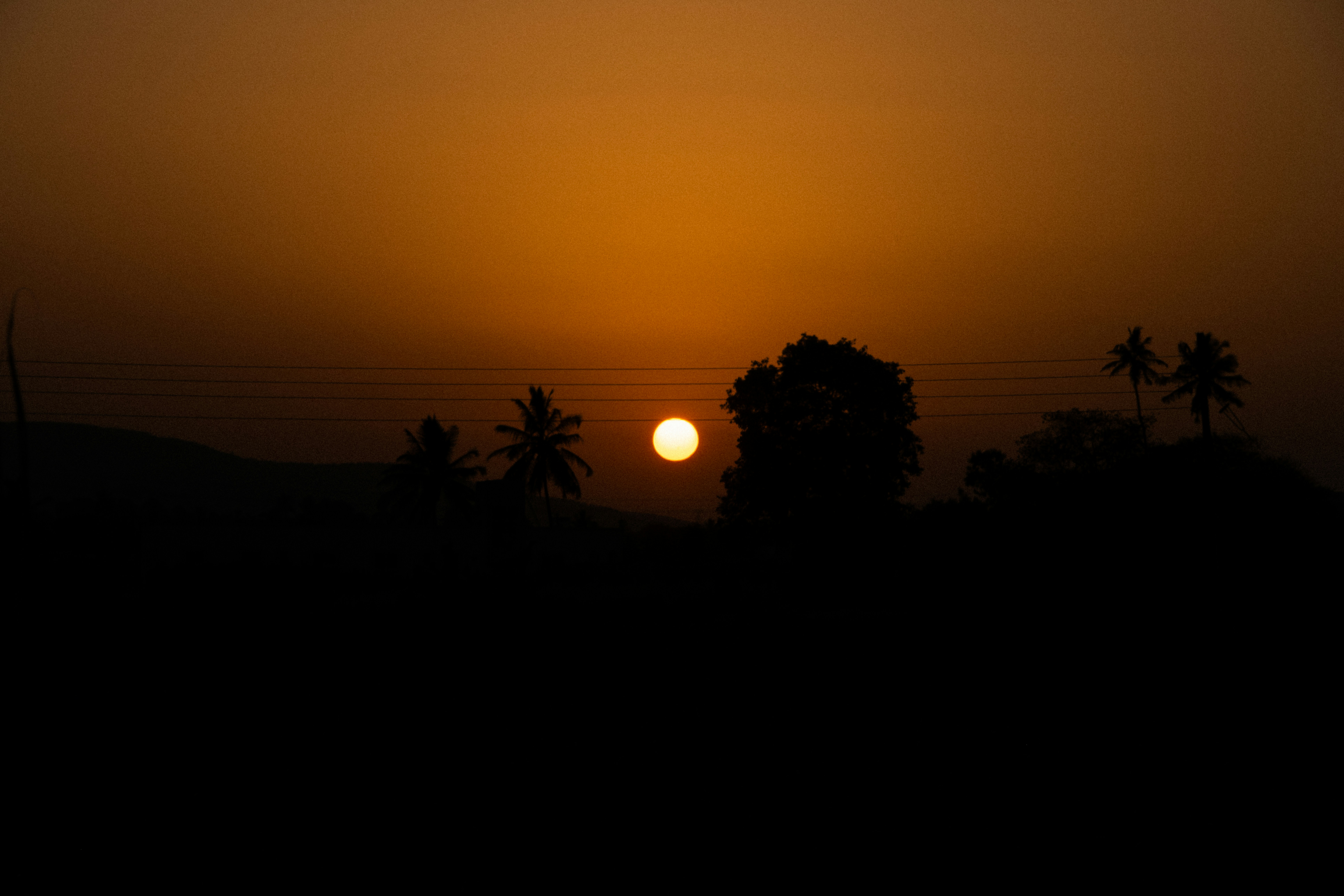 Sunset silhouetting trees against orange sky