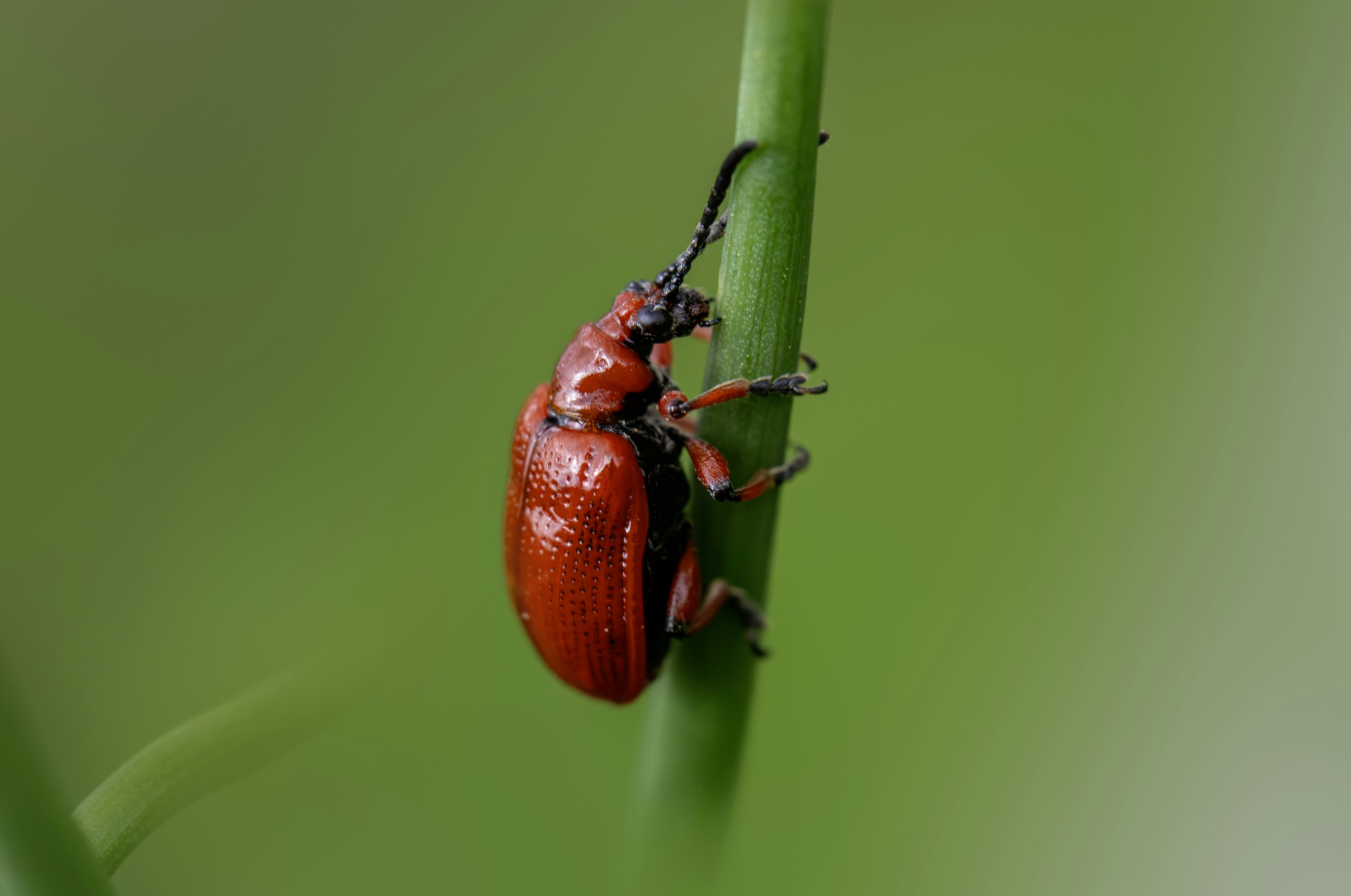 Photo by erik_karits