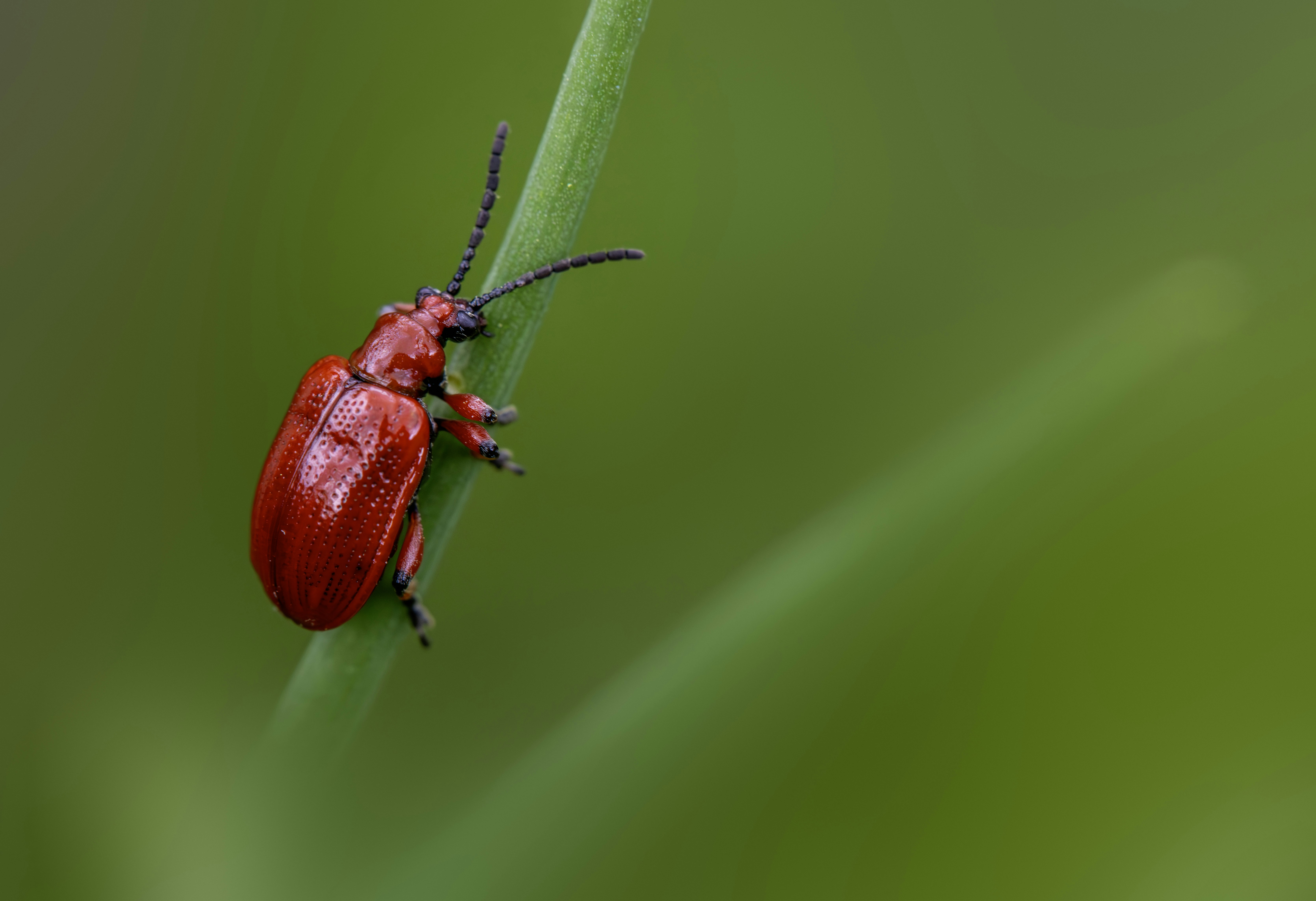 Photo by erik_karits