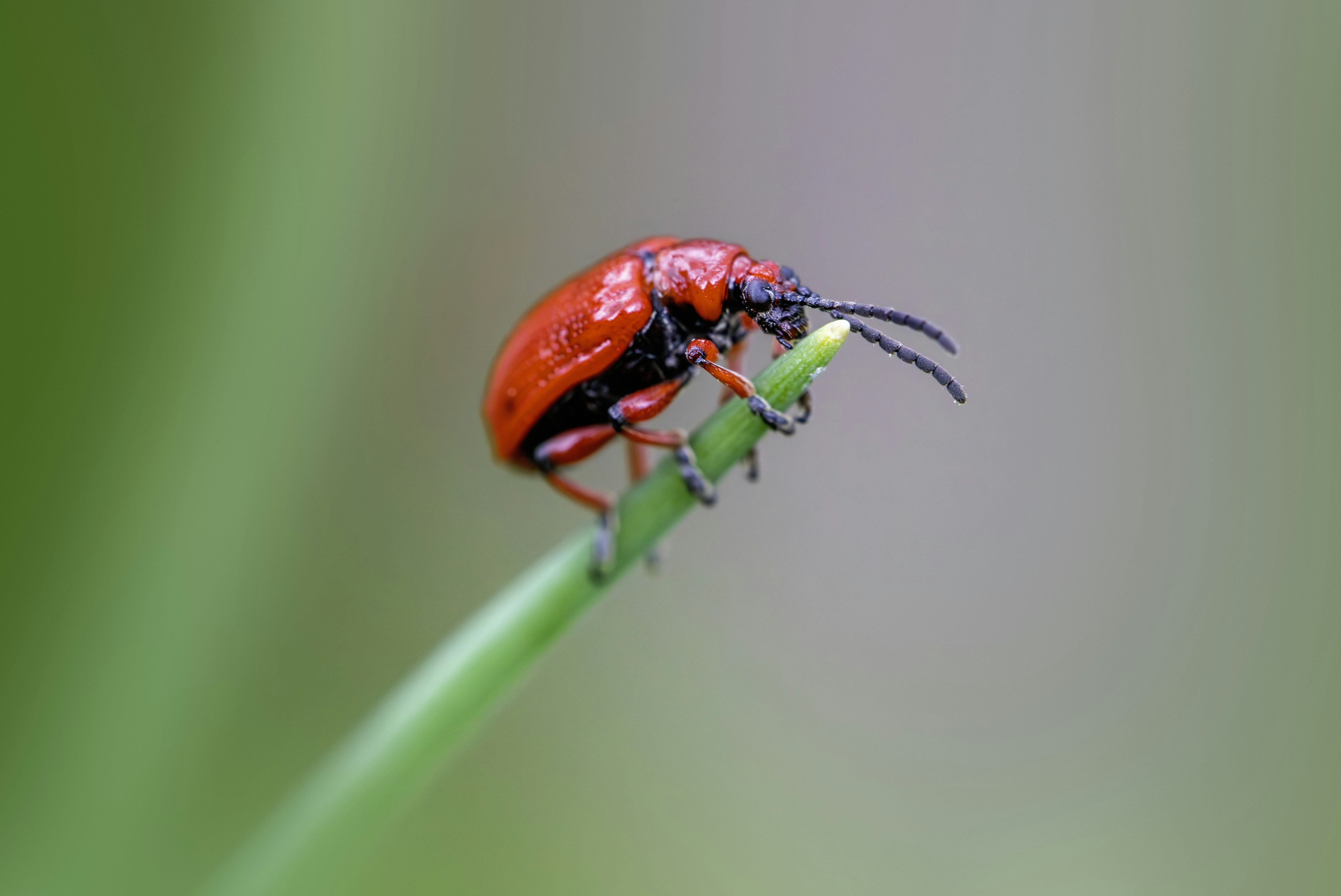 Photo by erik_karits