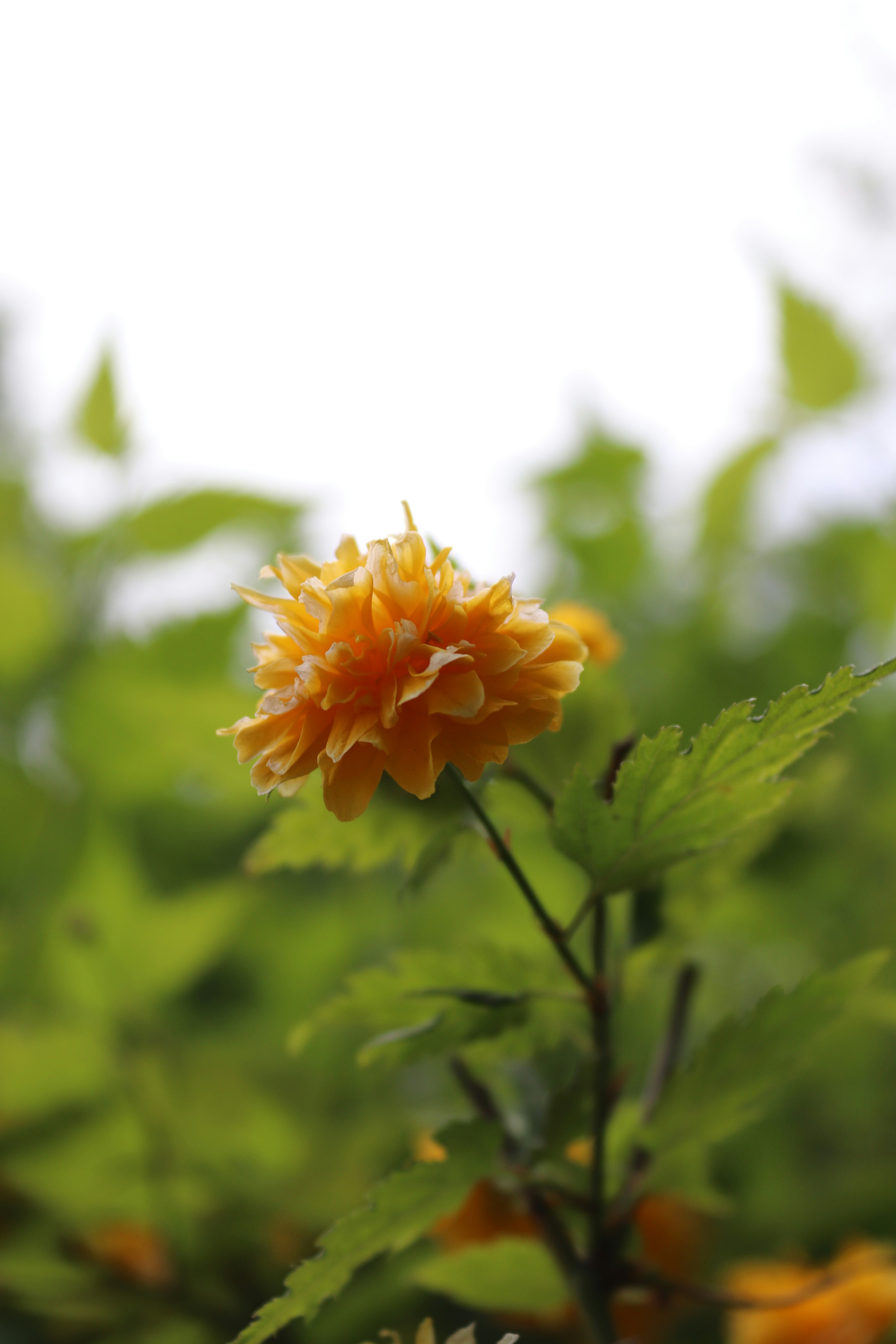 Photo by jujuly