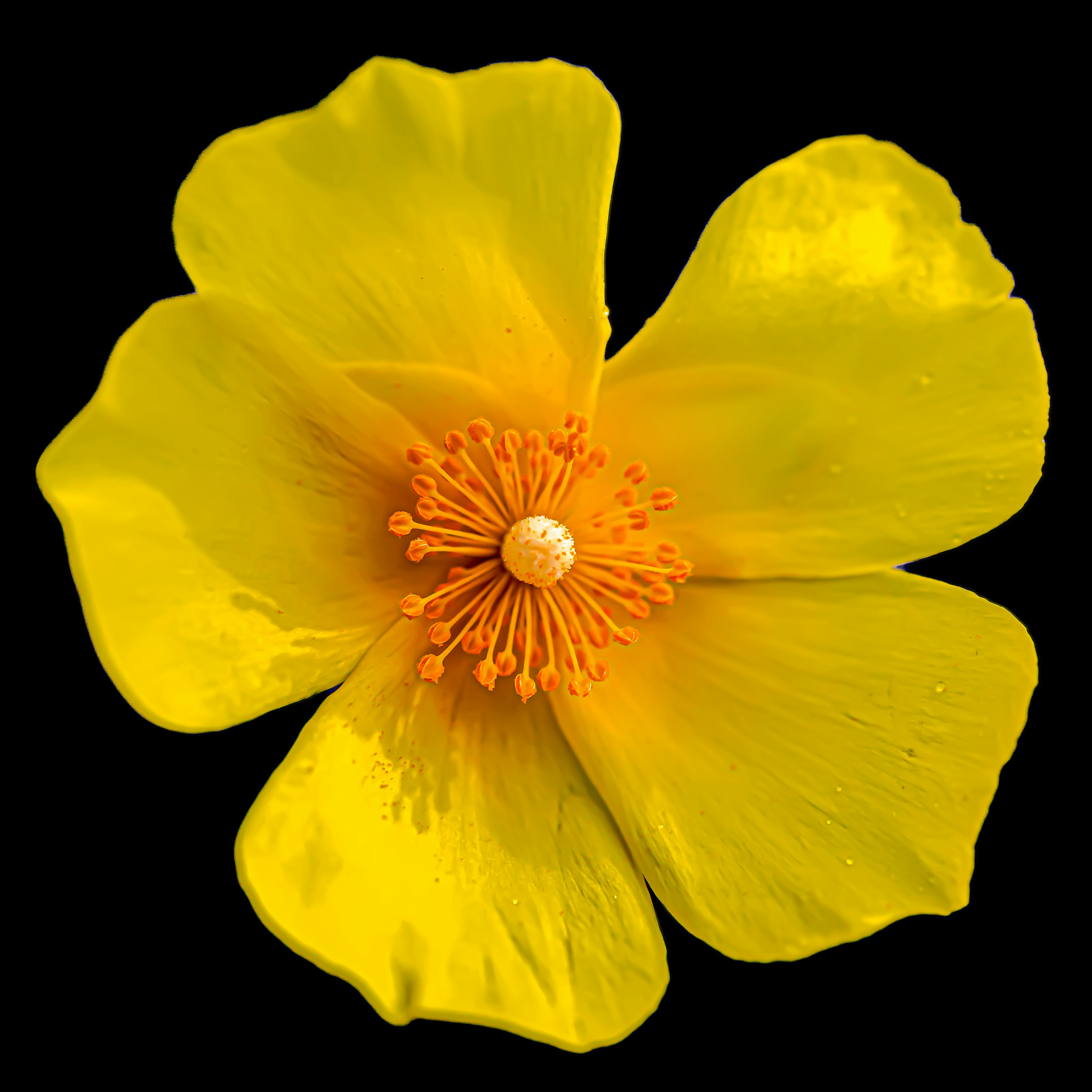 Florece una hermosa flor amarilla