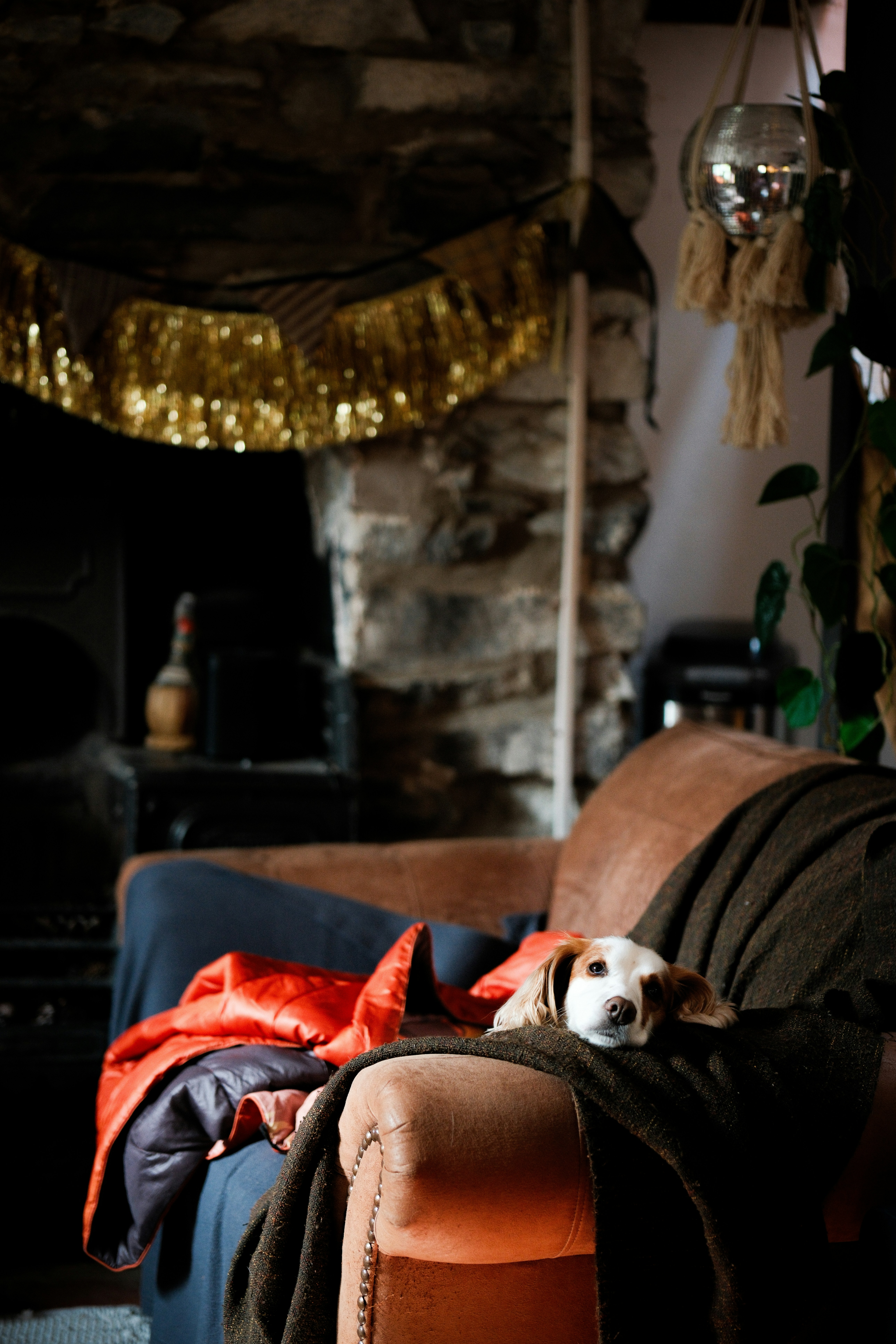 A dog rests on a cozy couch.