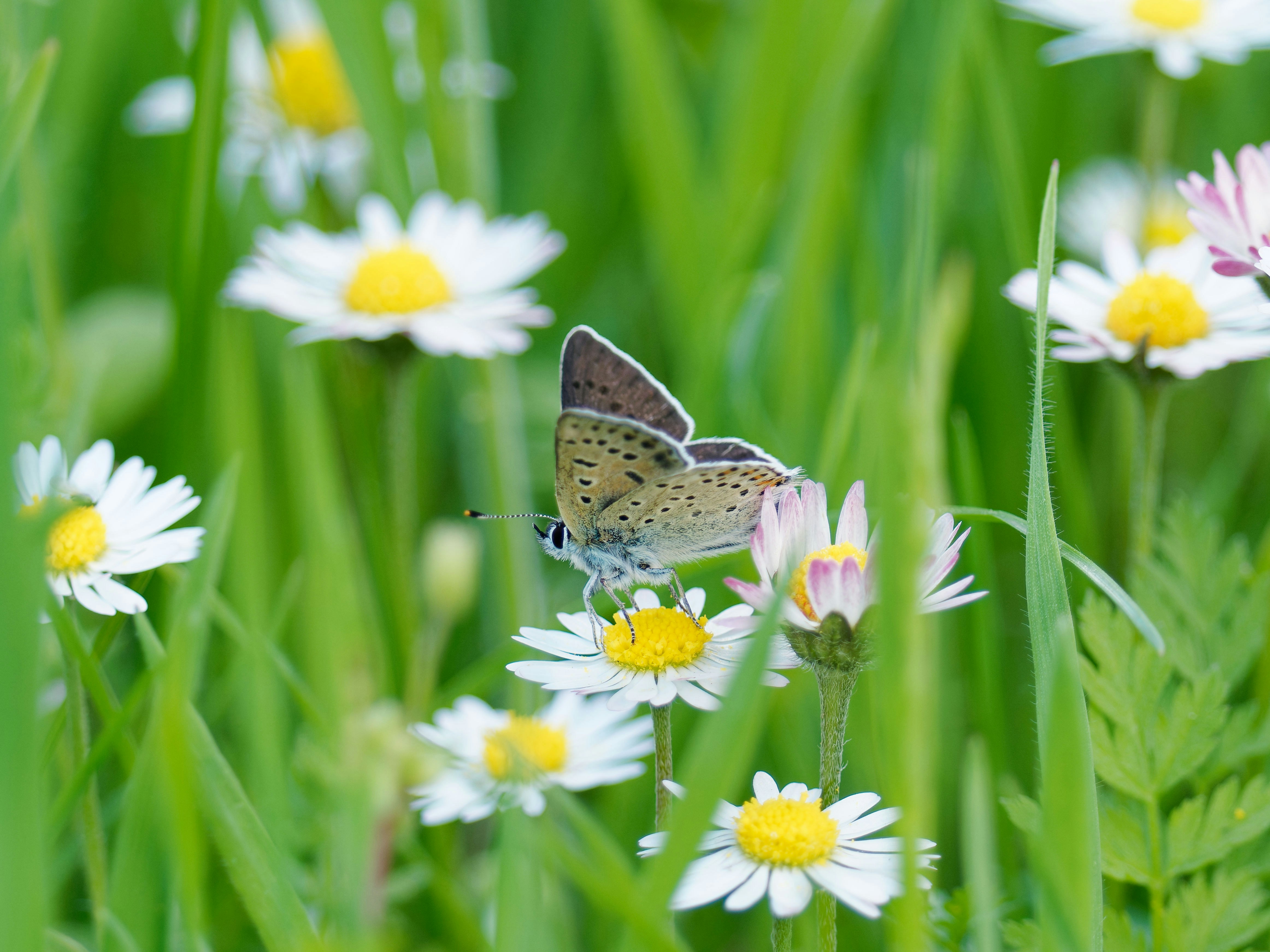 Photo by illes_cristi