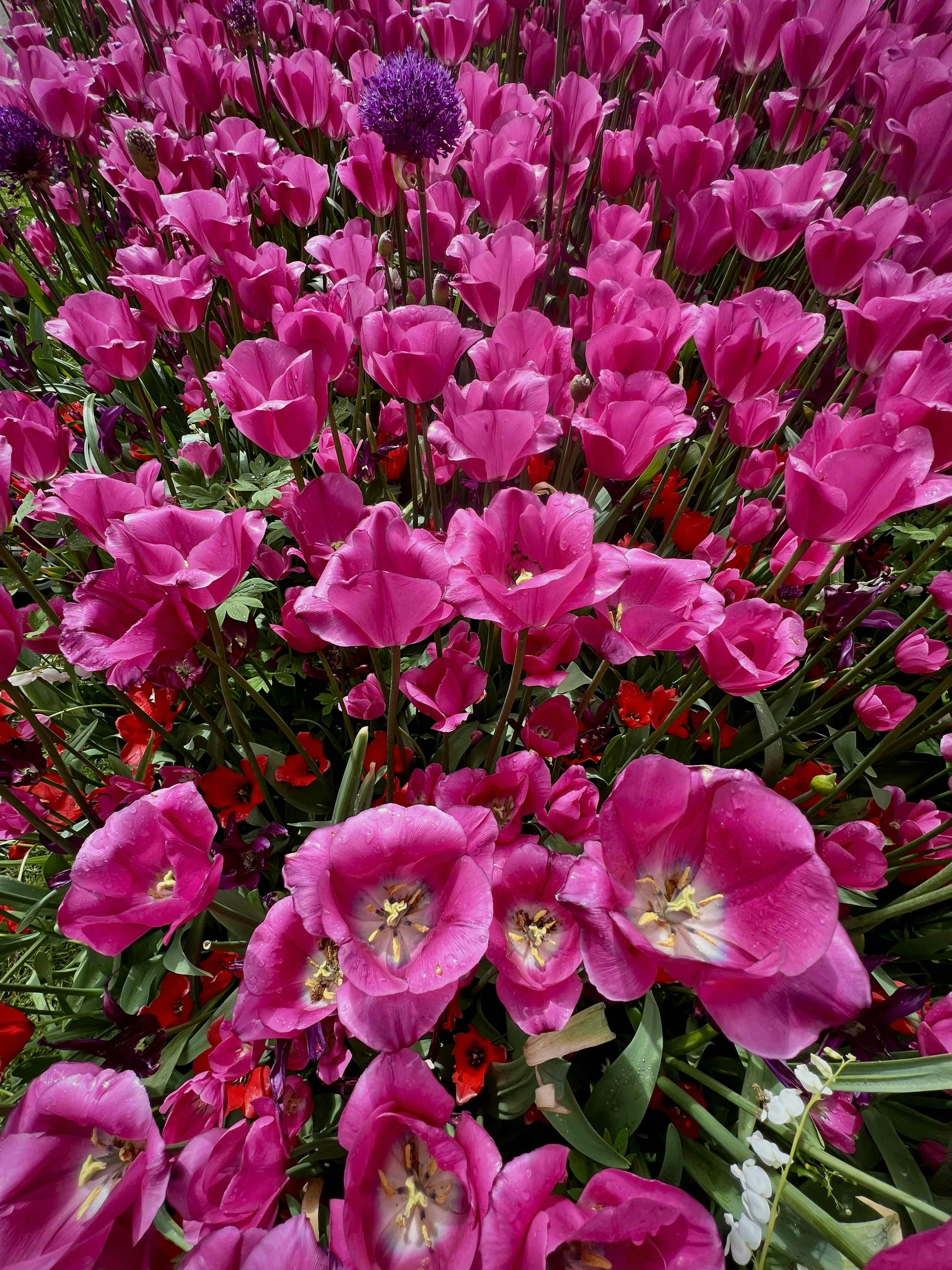Bright pink tulips create a beautiful floral display.