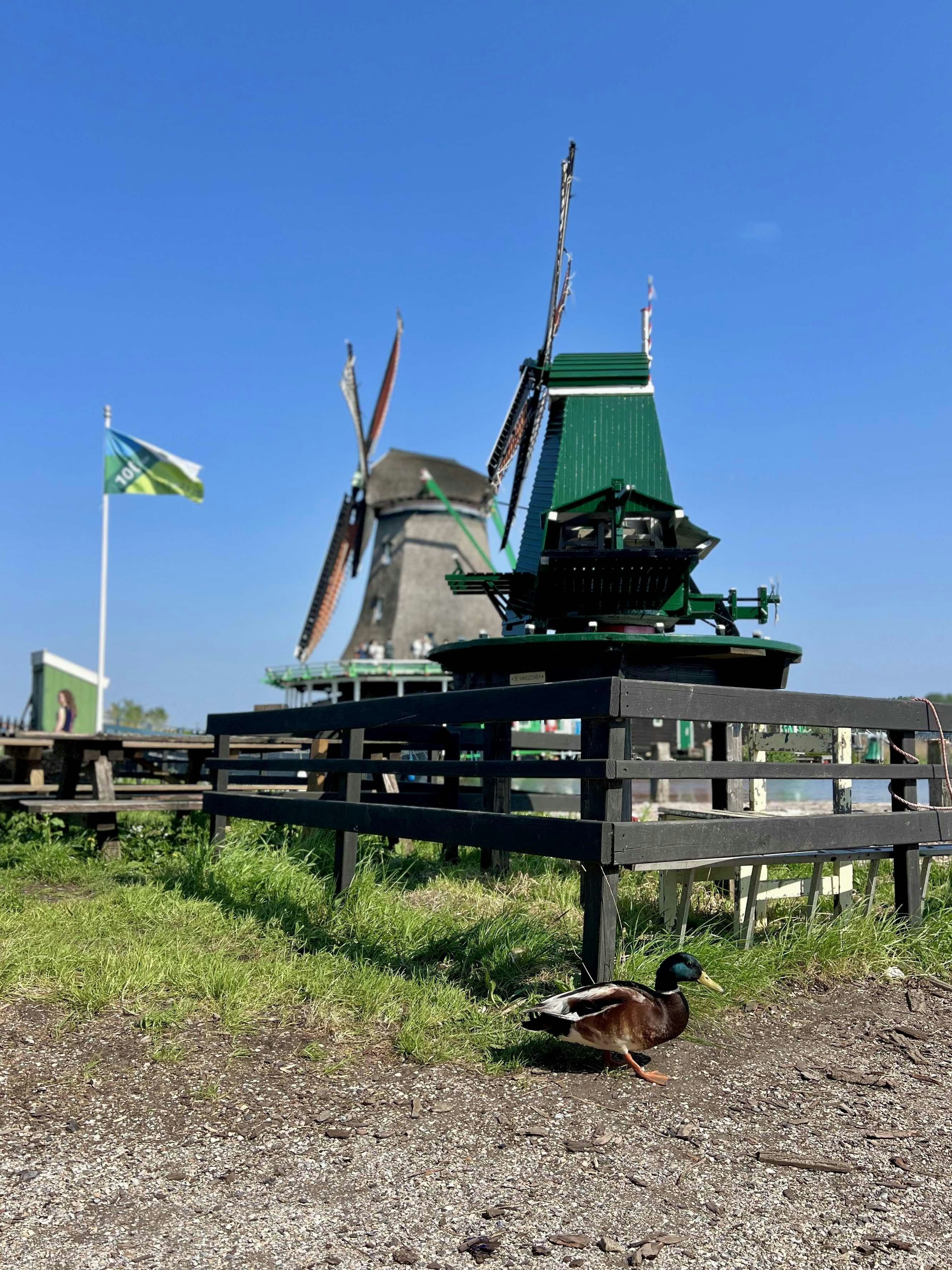 Dutch windmills and a duck enjoy the sunny day.