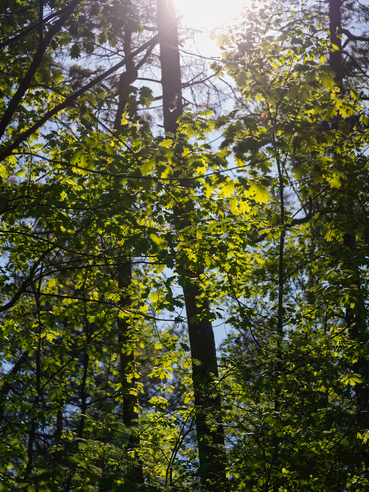 Sunlight filtering through a green forest canopy