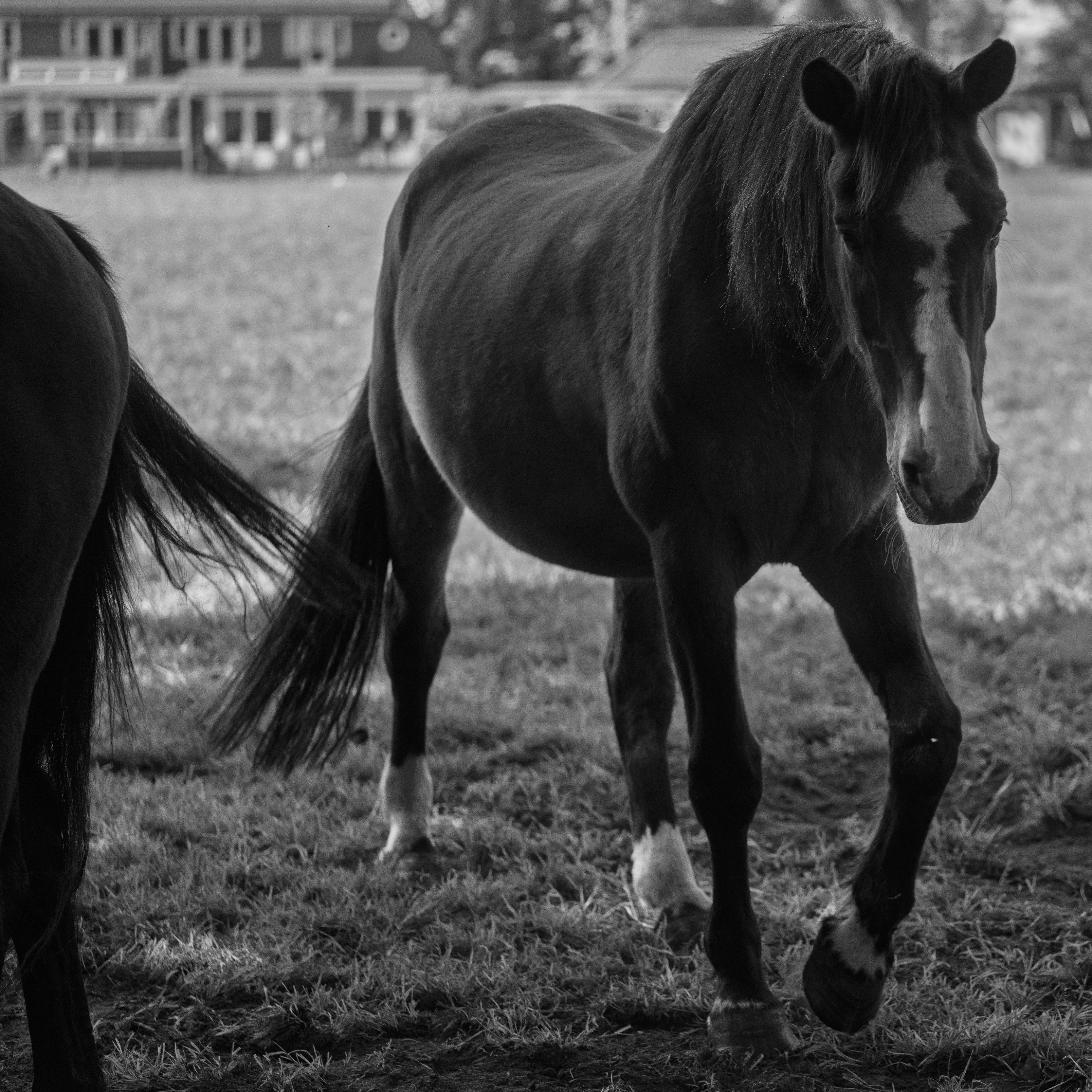 Un caballo pasta tranquilamente en un campo.