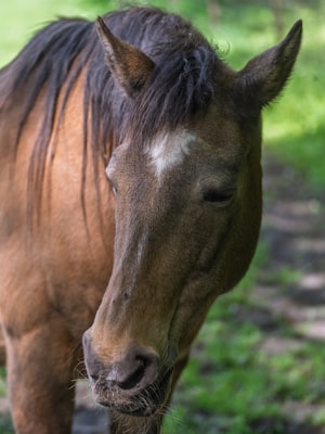 Gitano del Alba