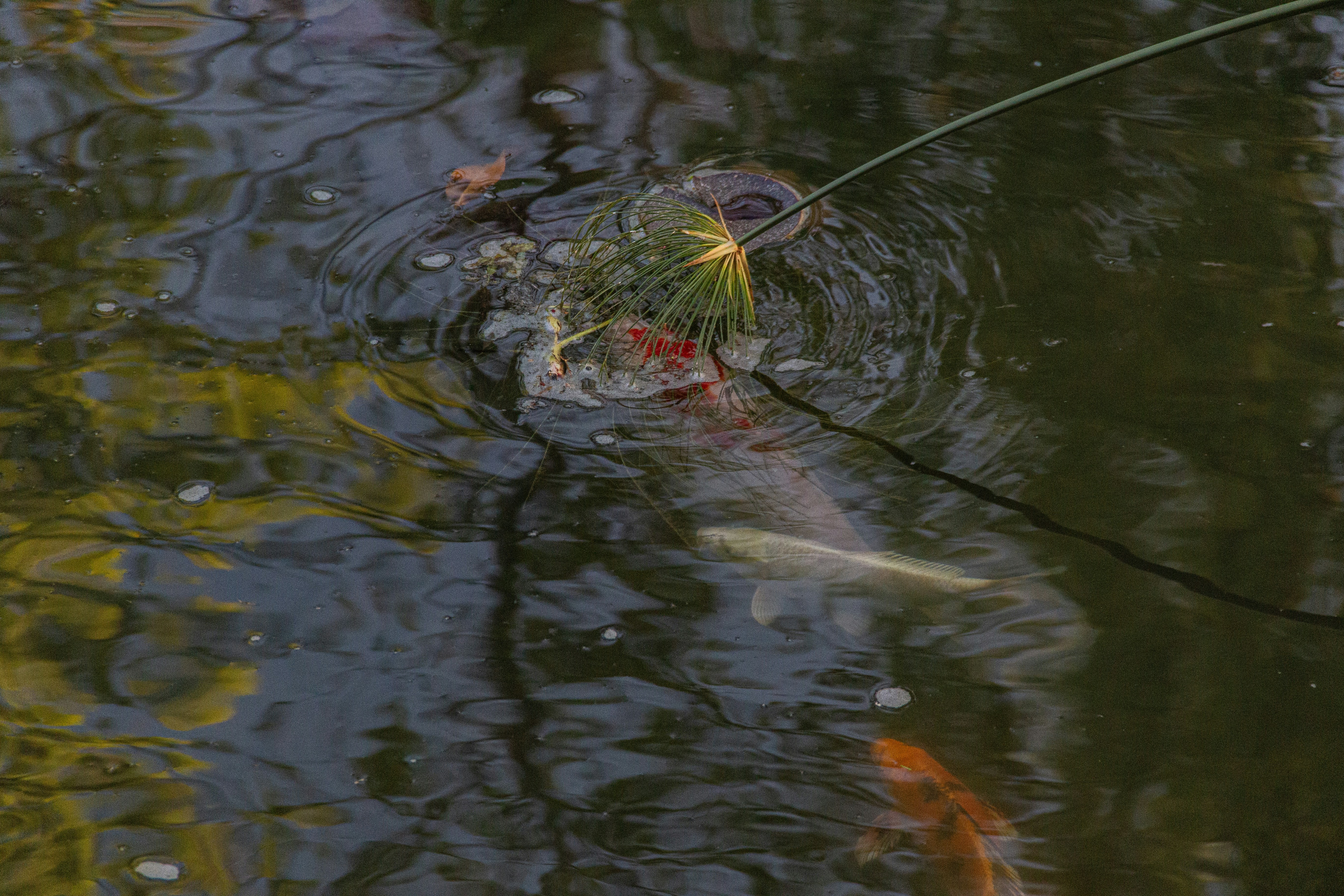 Photo by stepan_konev