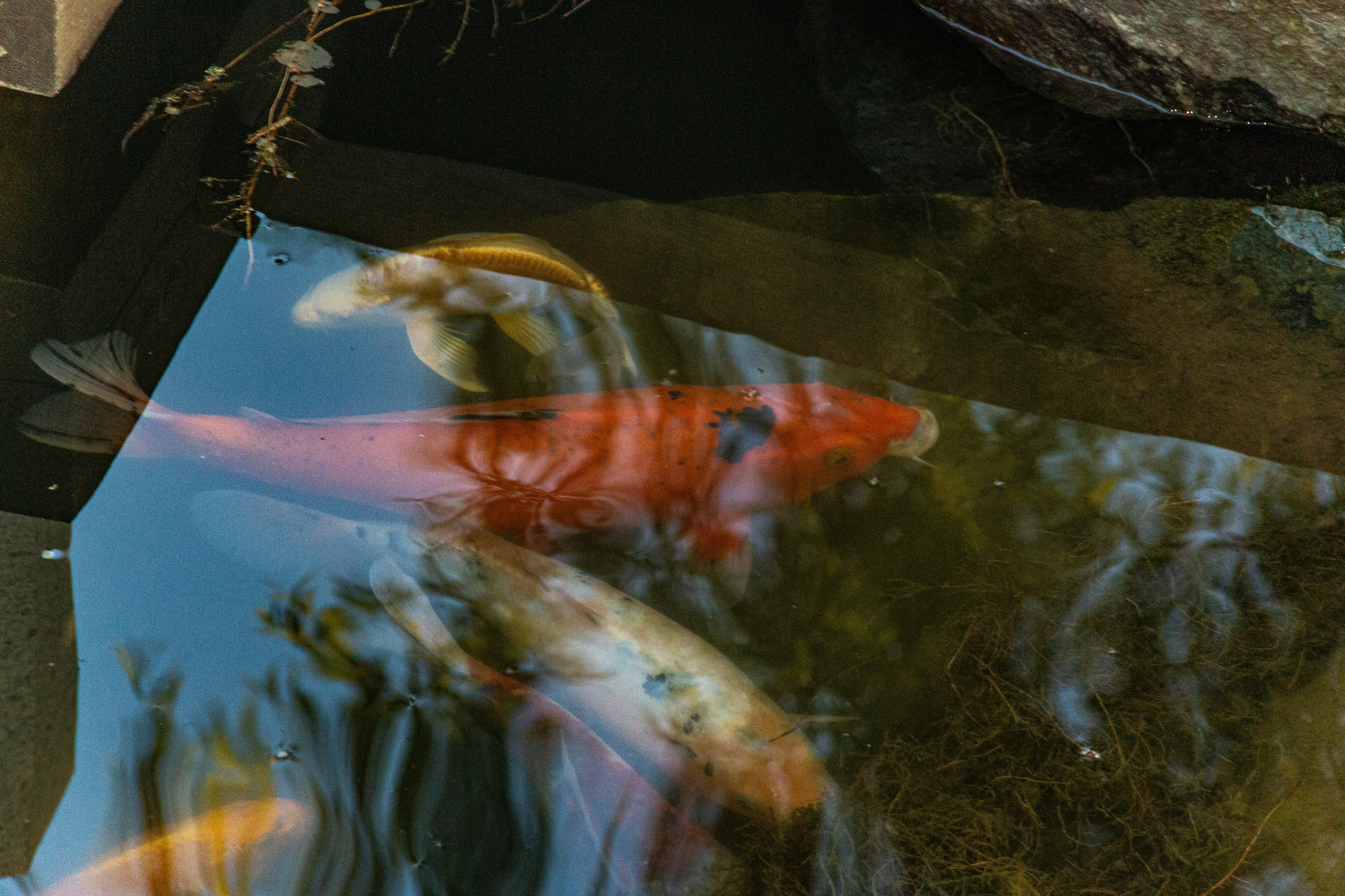 Photo by stepan_konev