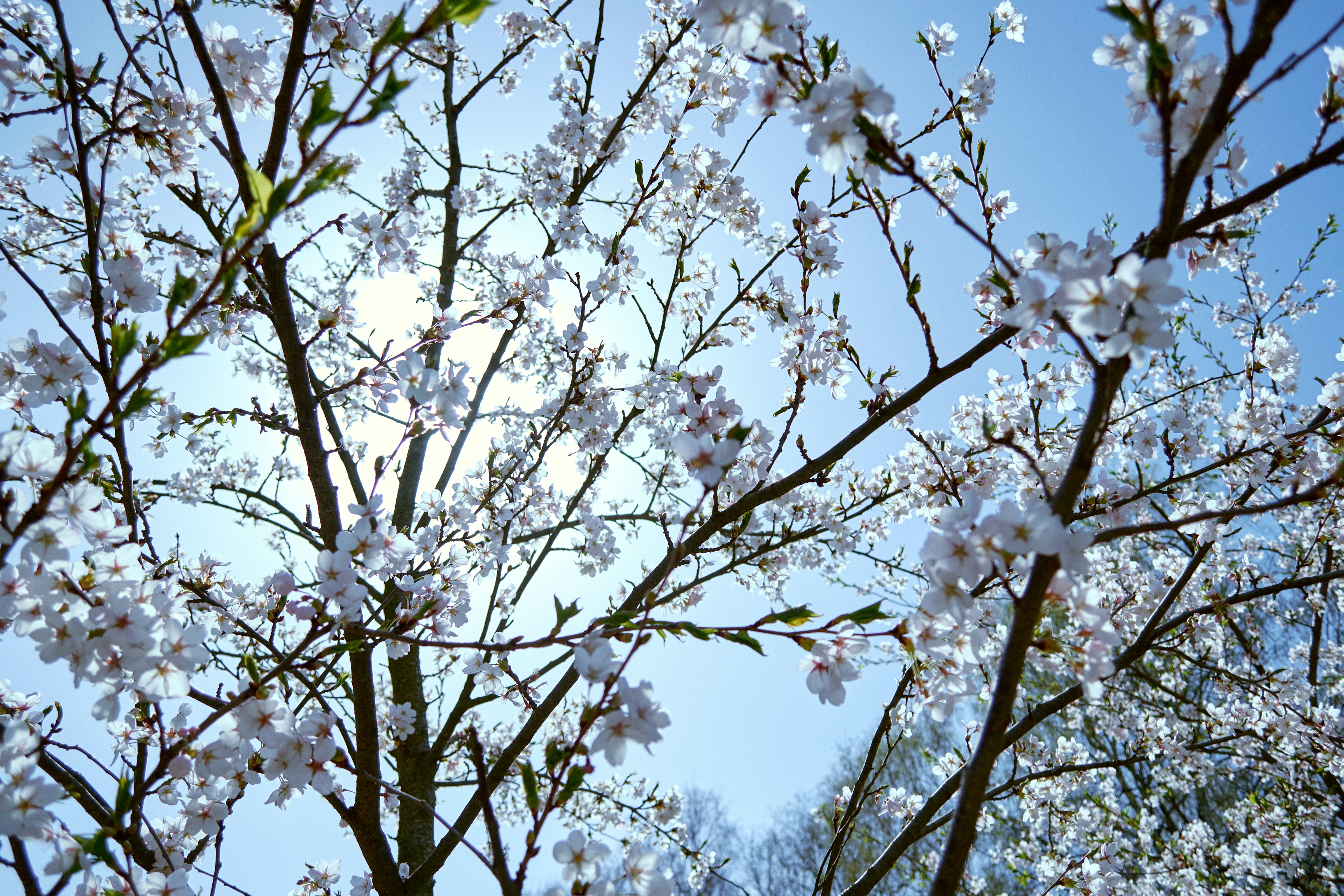 花の咲く木の枝は明るい青空に向かって伸びています。