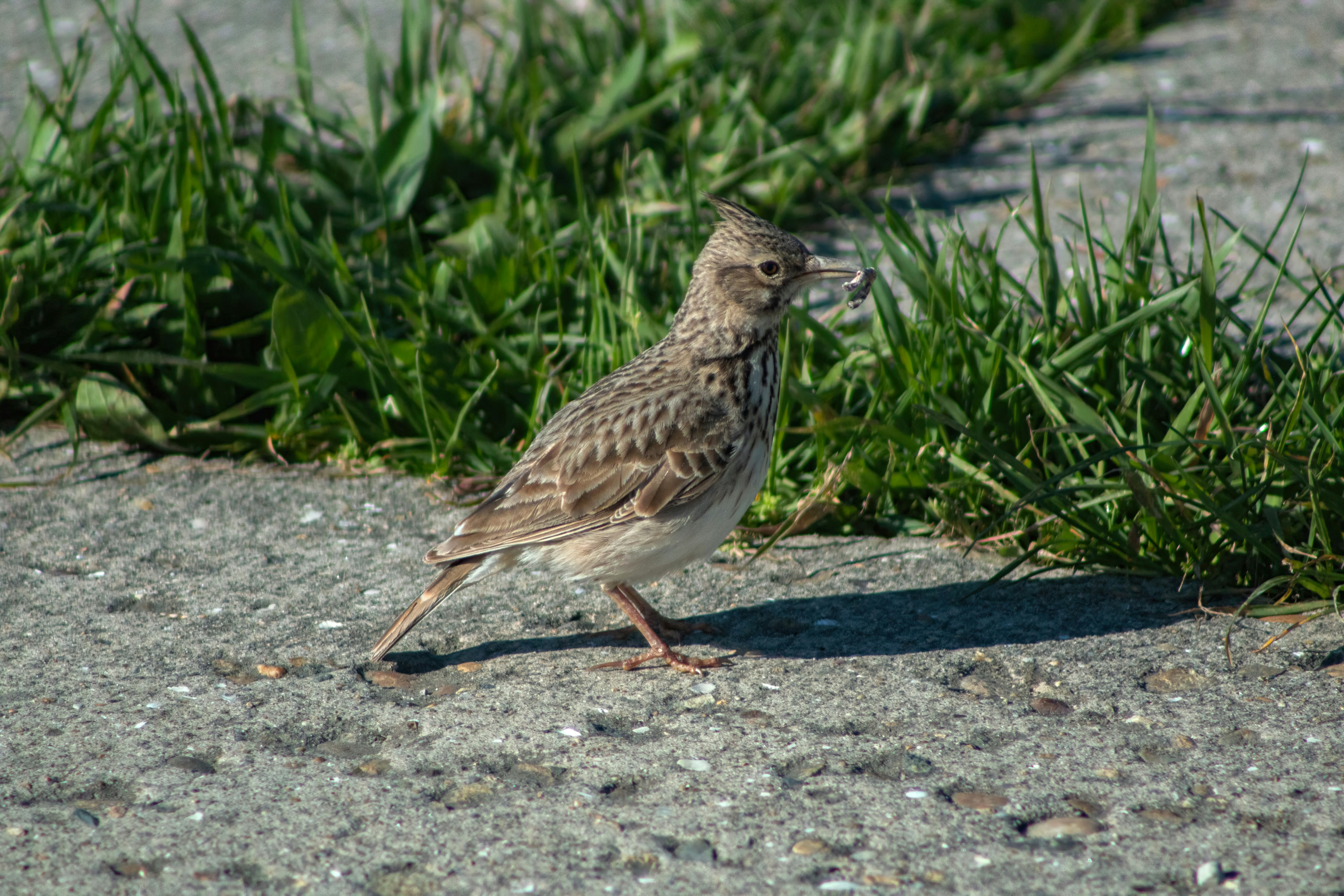 Photo by stepan_konev