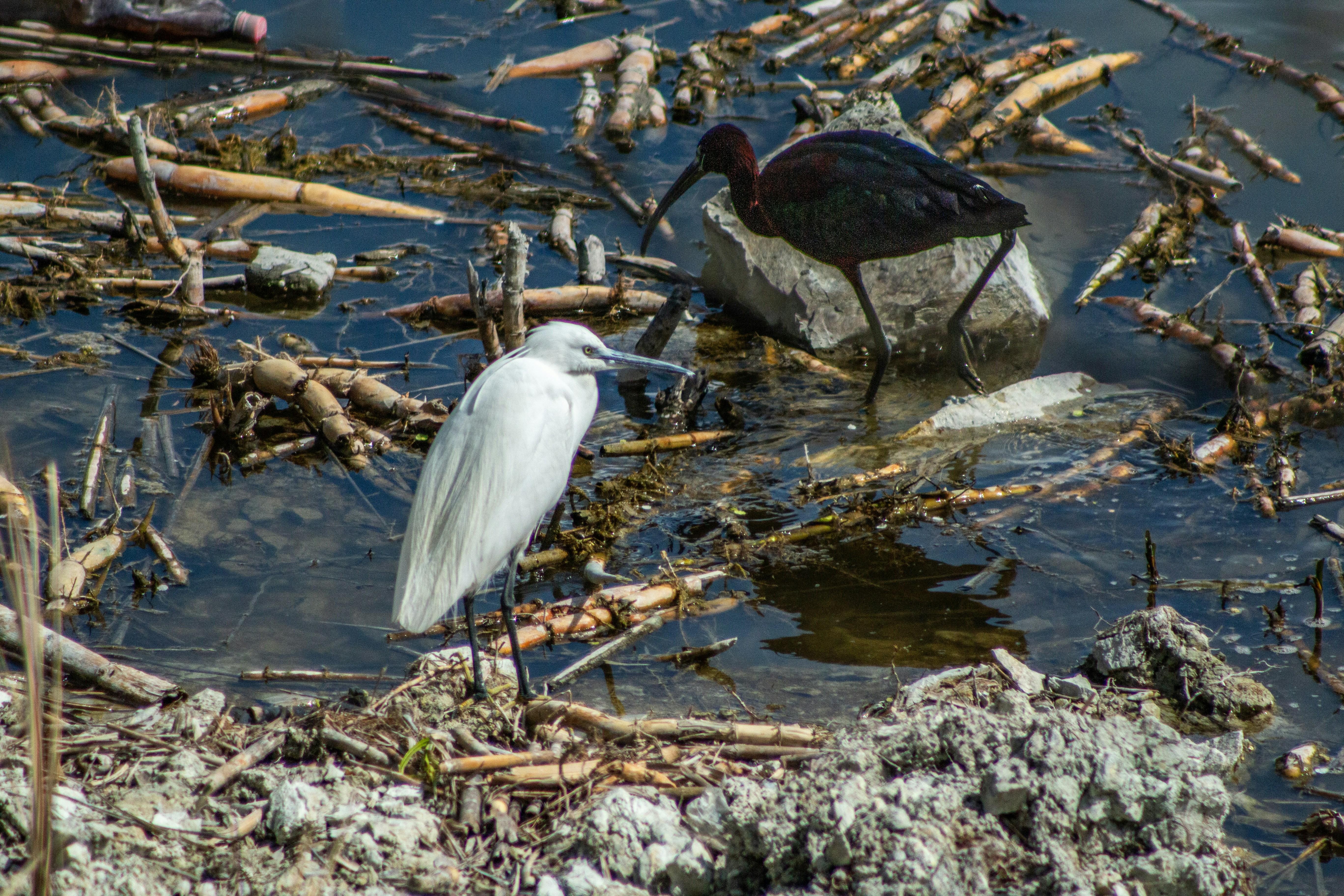 Freshwater Victims (image credits: unsplash)