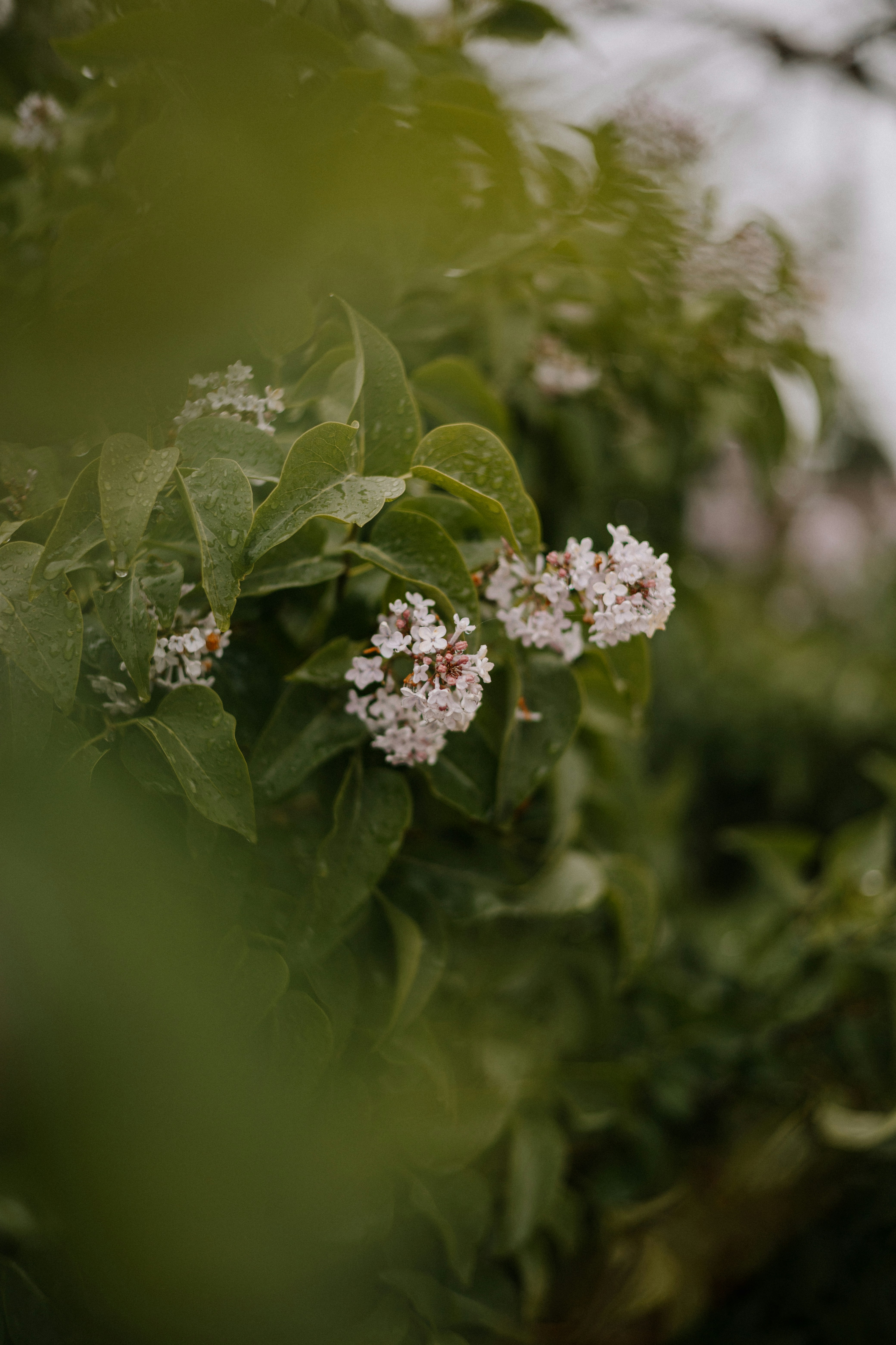 Photo by elijahp