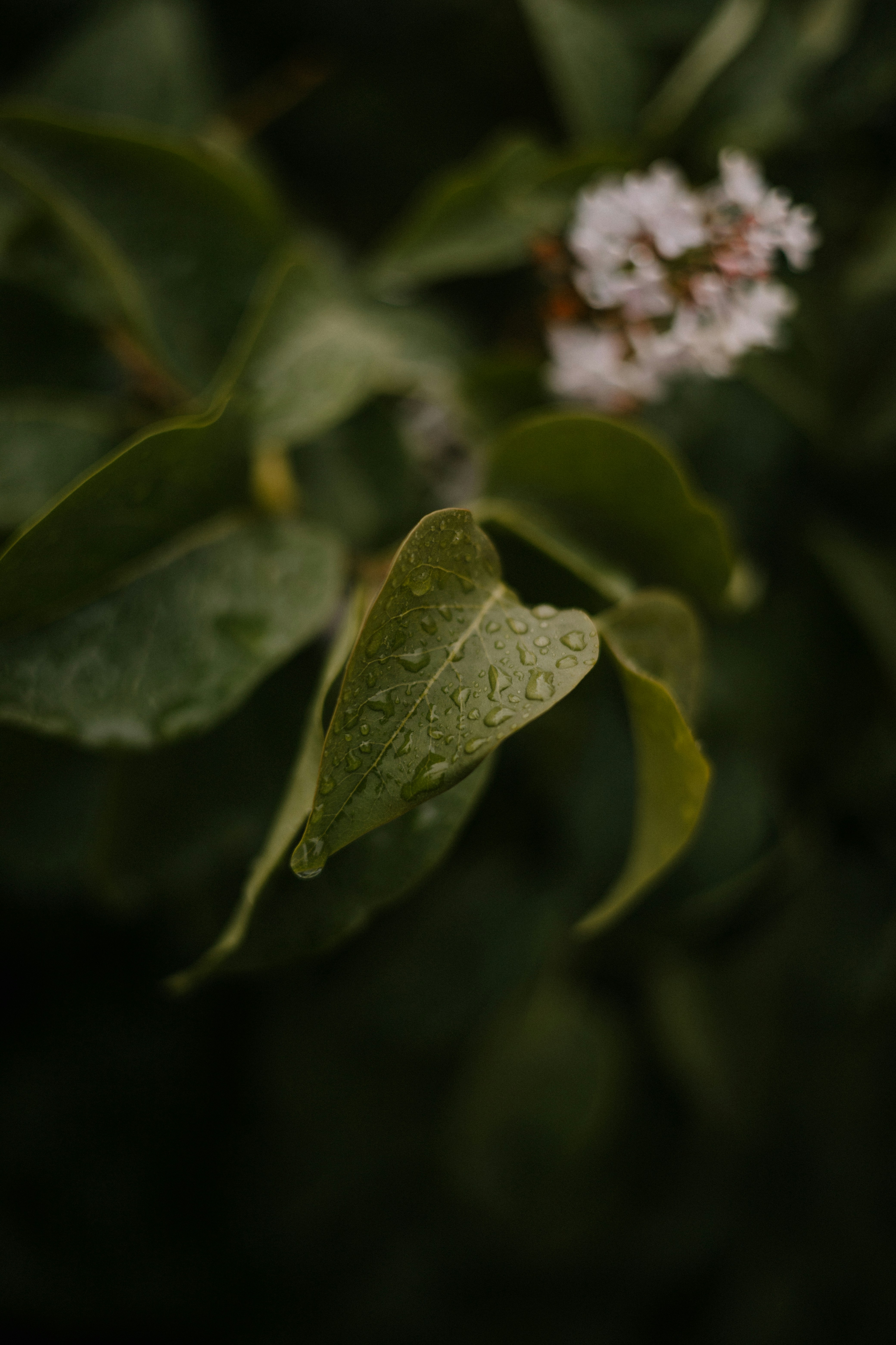 Photo by elijahp