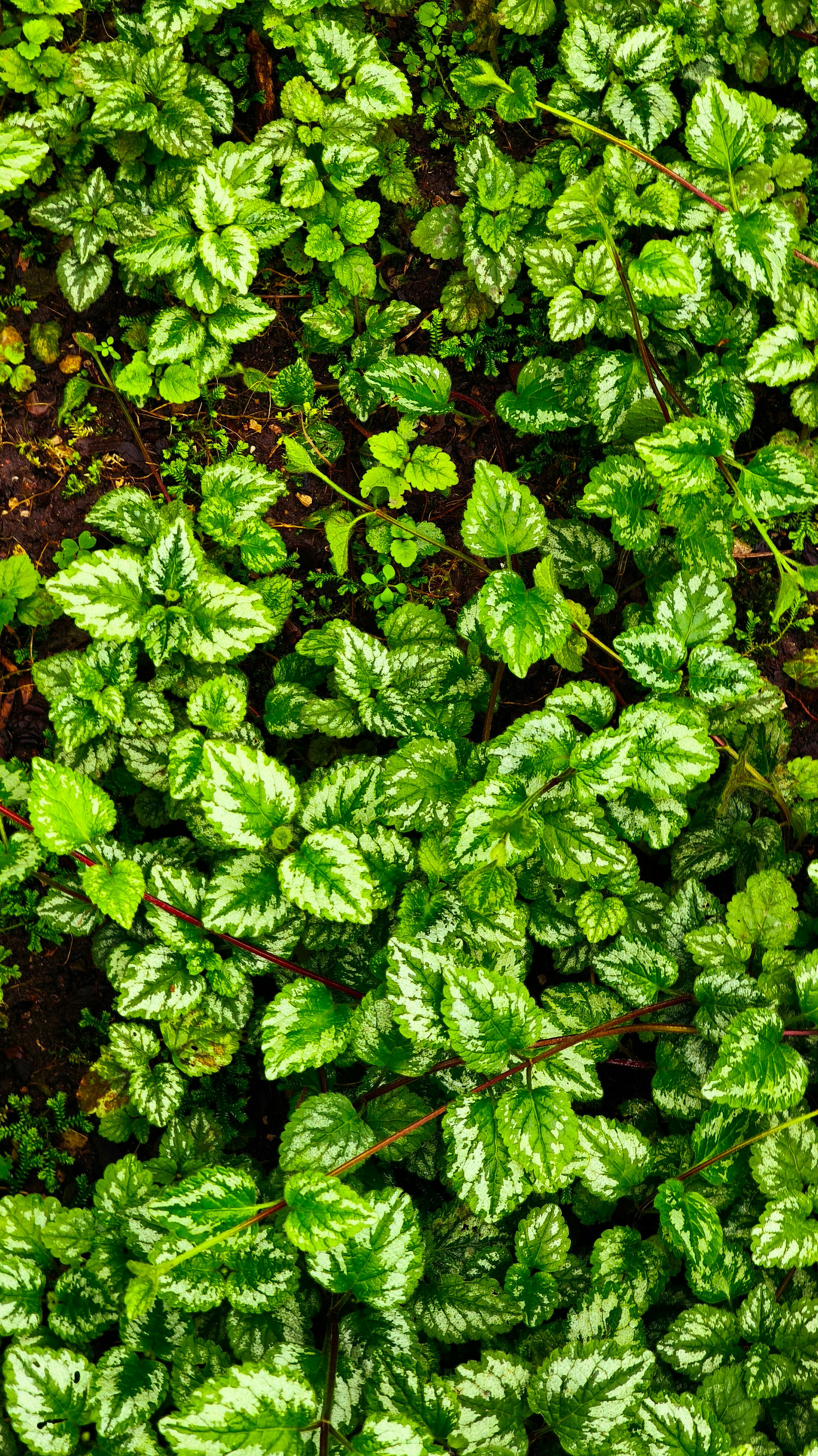 Photo by filipenobre