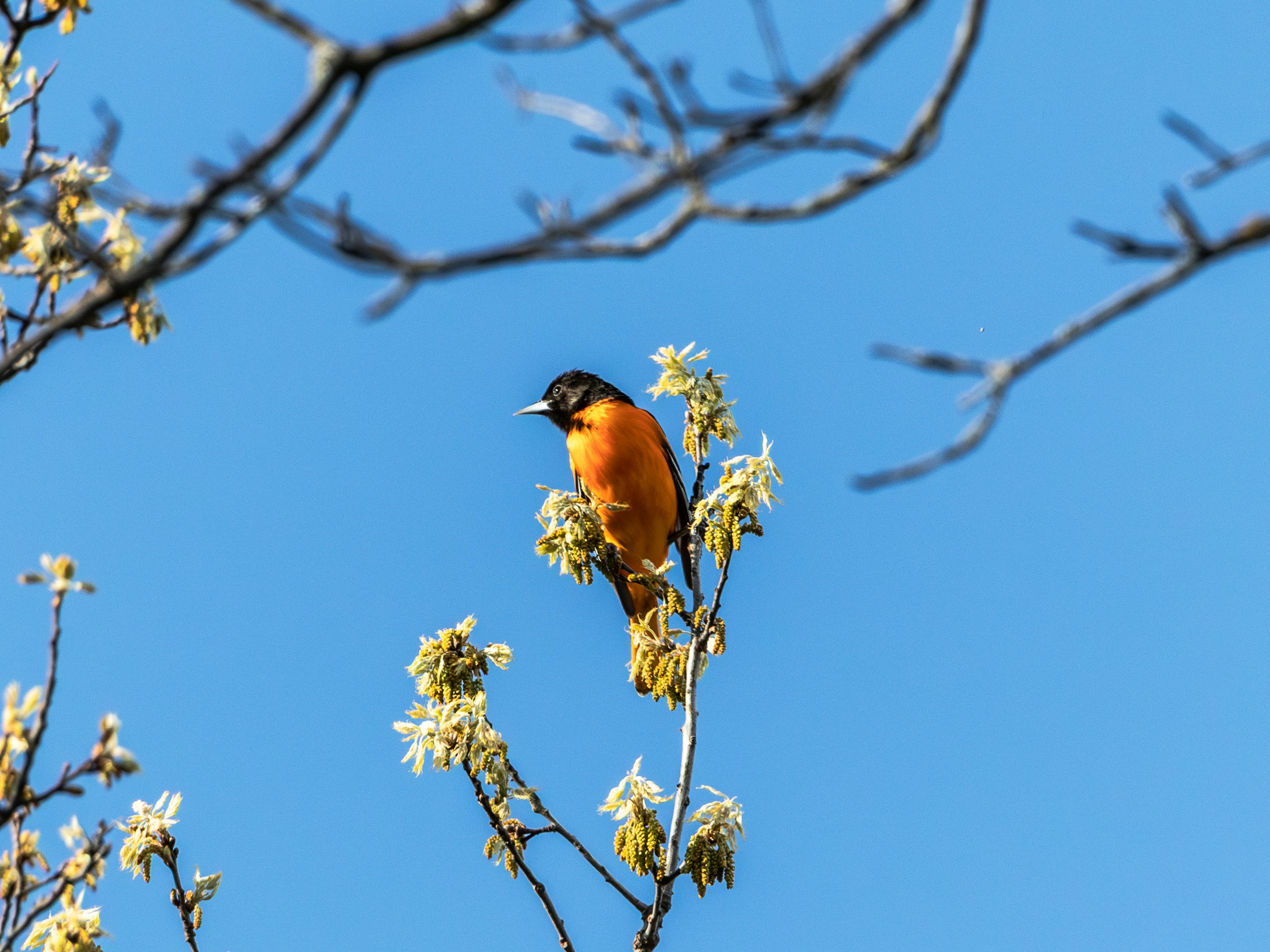 Photo by williamfaicher