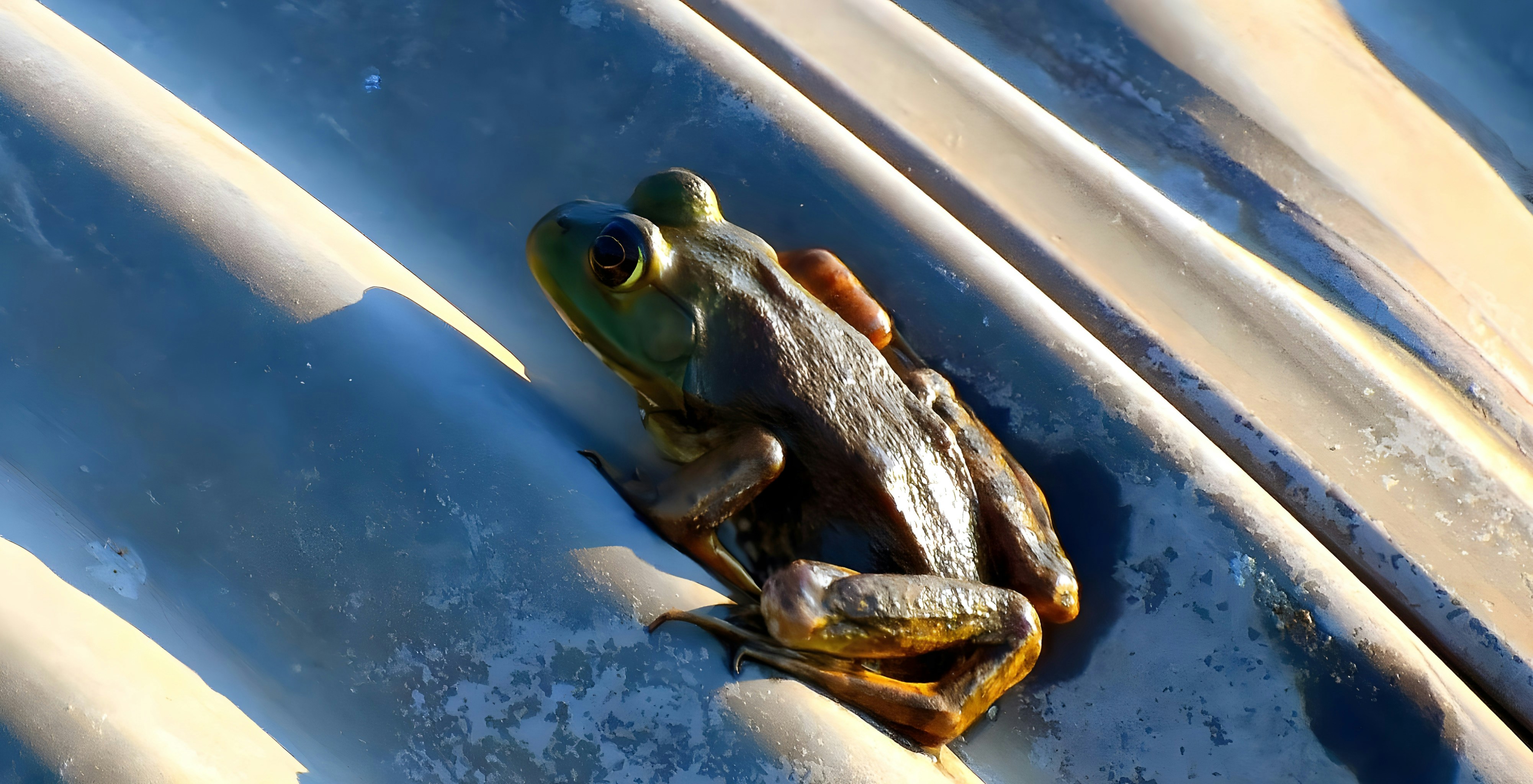 The Limits of Freeze Tolerance (image credits: unsplash)