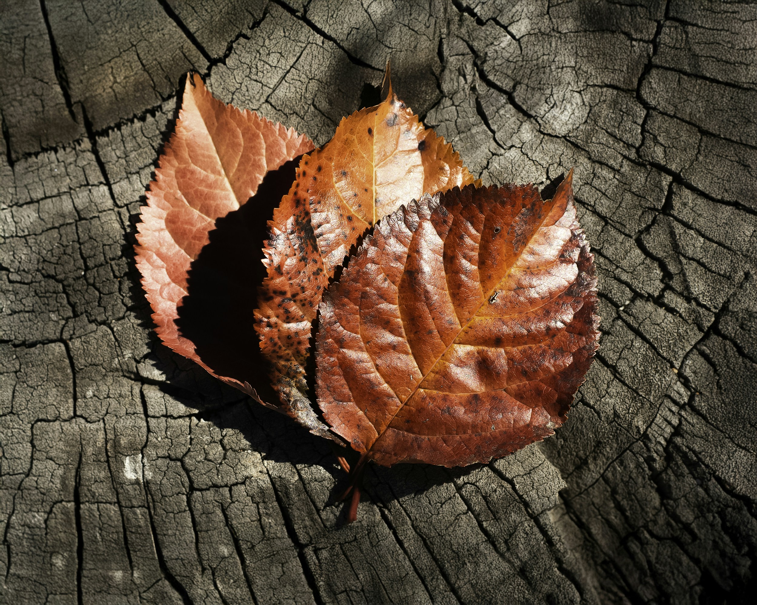 Photo by annaflowers24