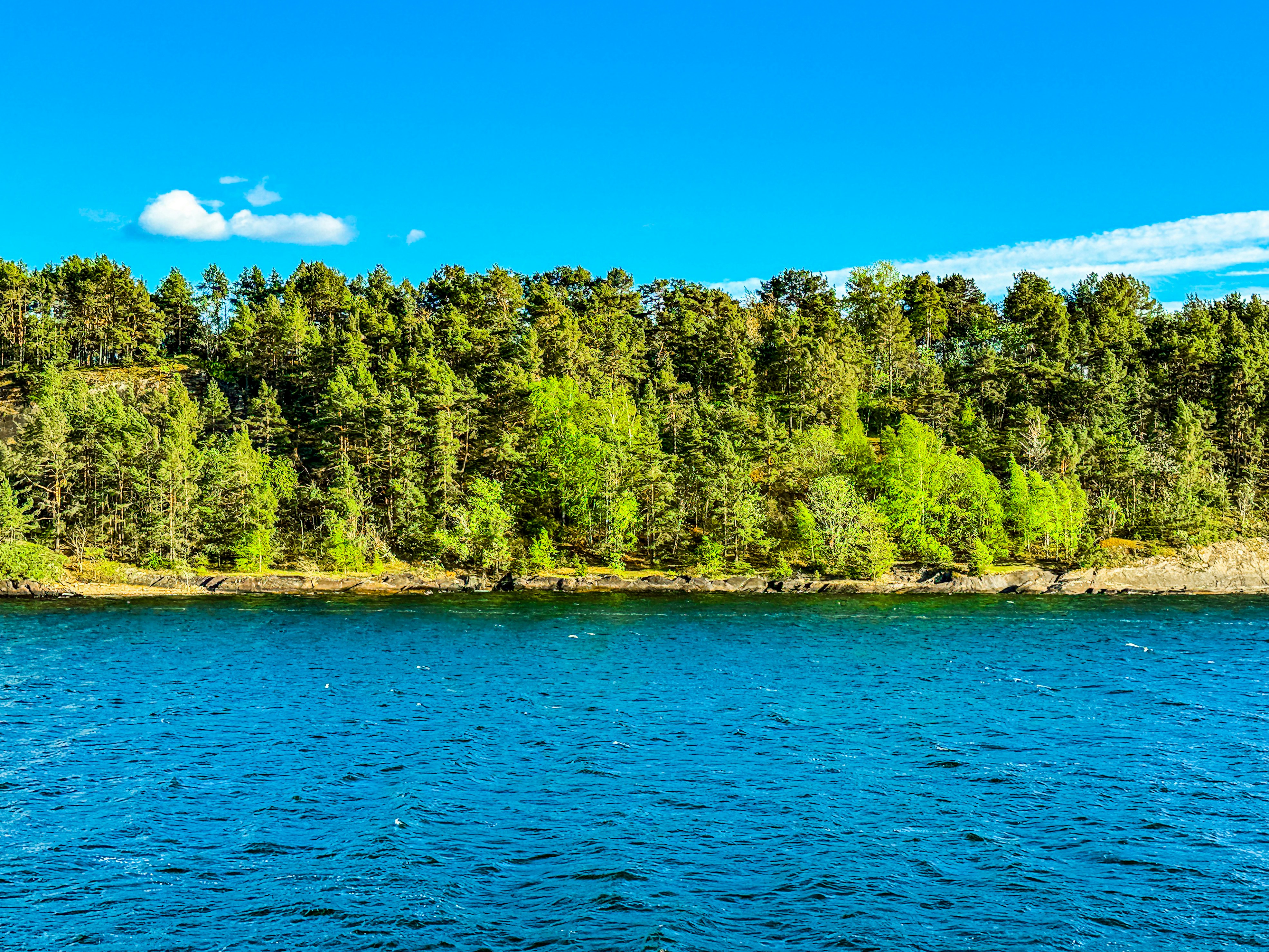 Forest meets water under a bright blue sky.