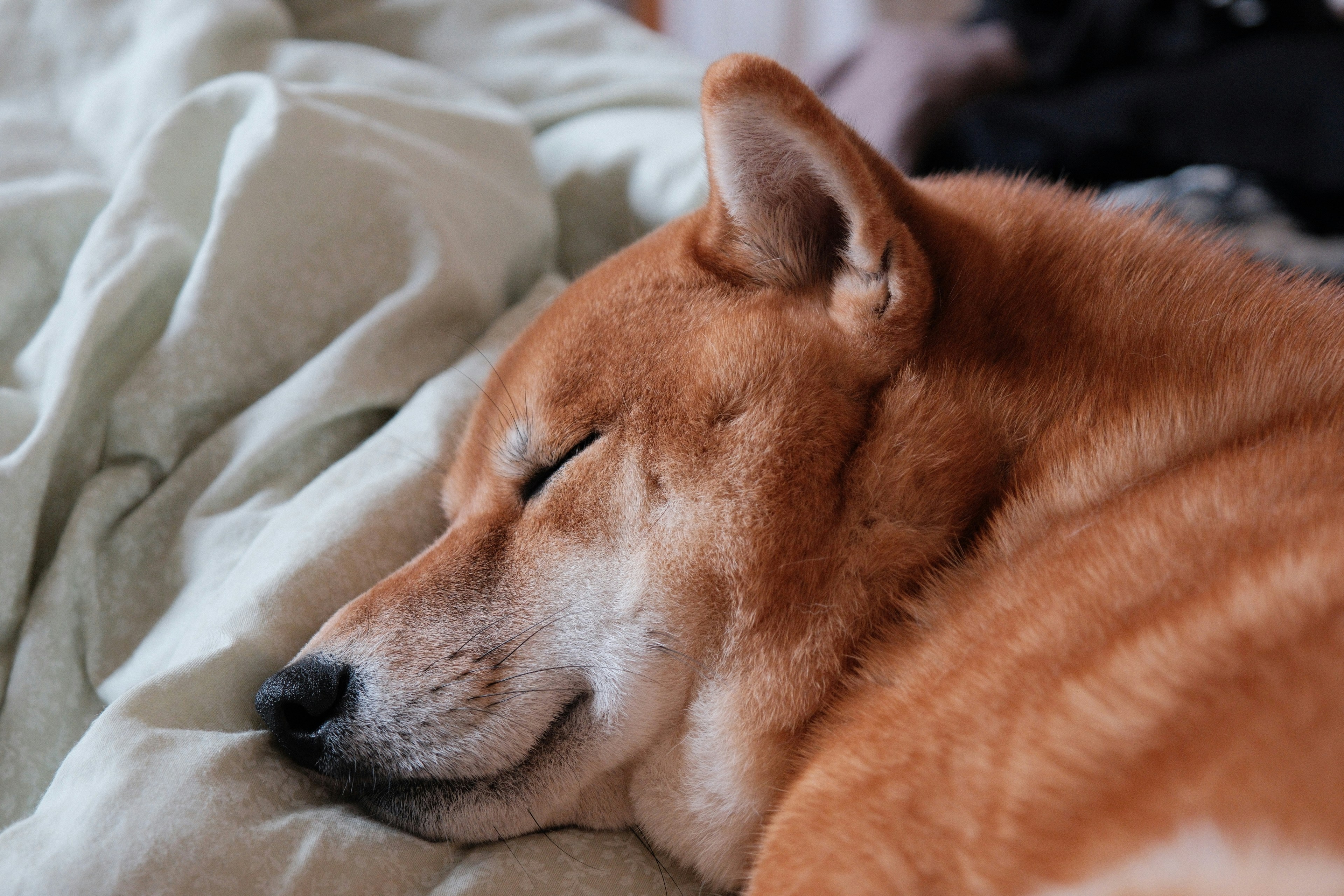A shiba inu enjoys a peaceful nap.