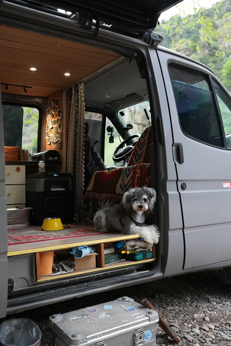 Petit chien paisiblement installé dans un van aménagé
