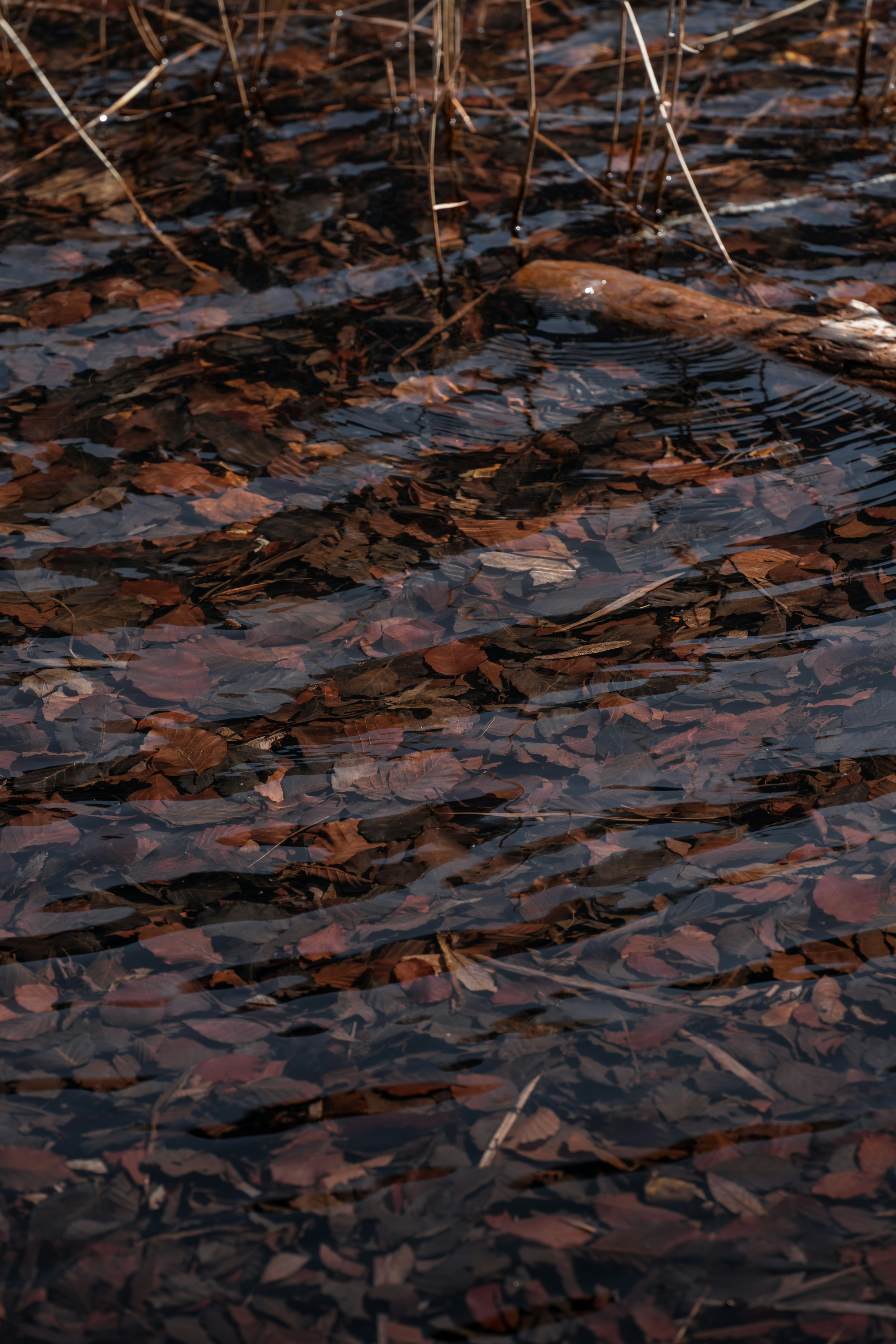 lake underwater wallpaper, wallpaper, Underwater Photography in Lakes: Essential Tips 5