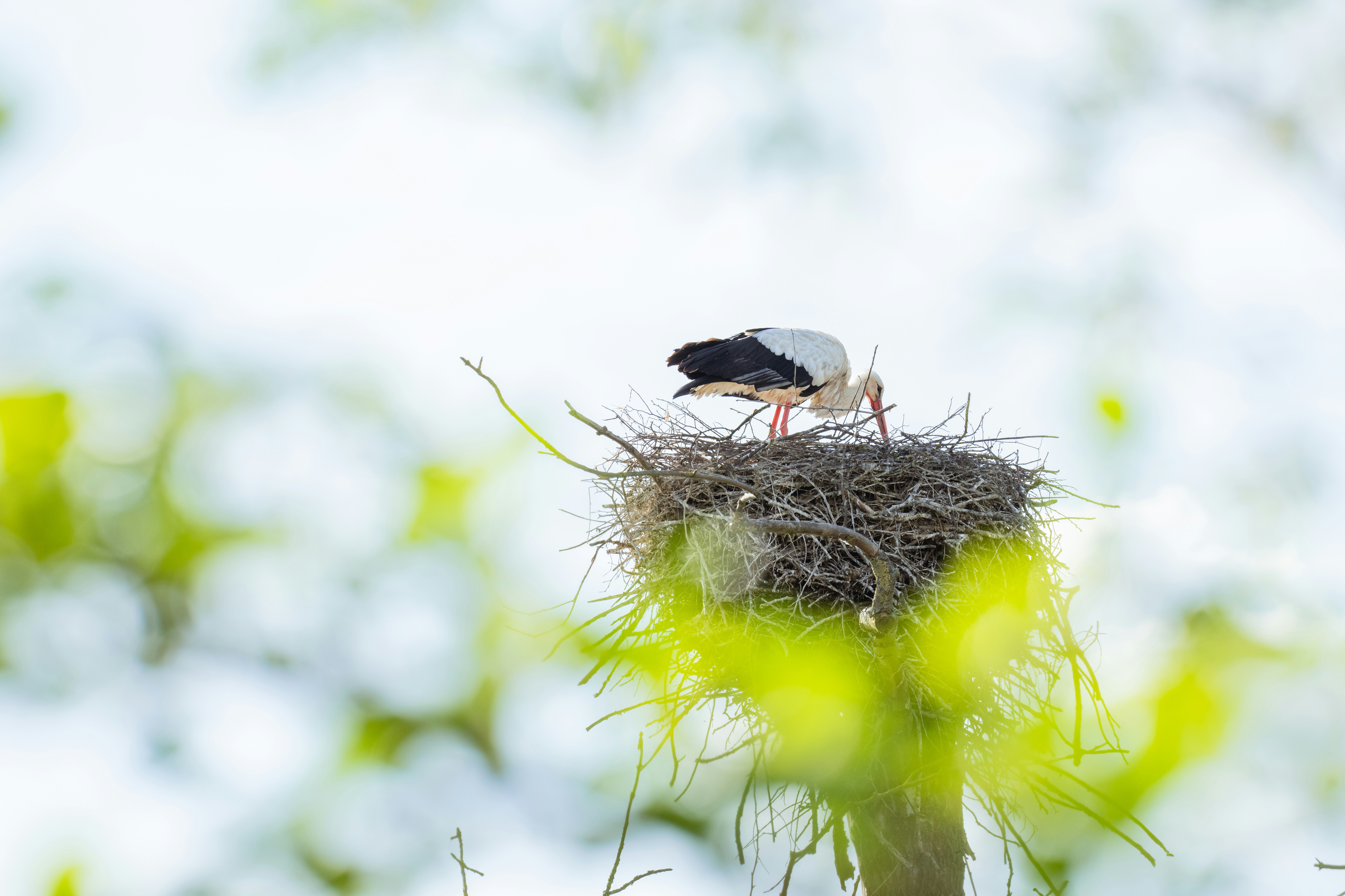 A stork tends to its nest in a tree.