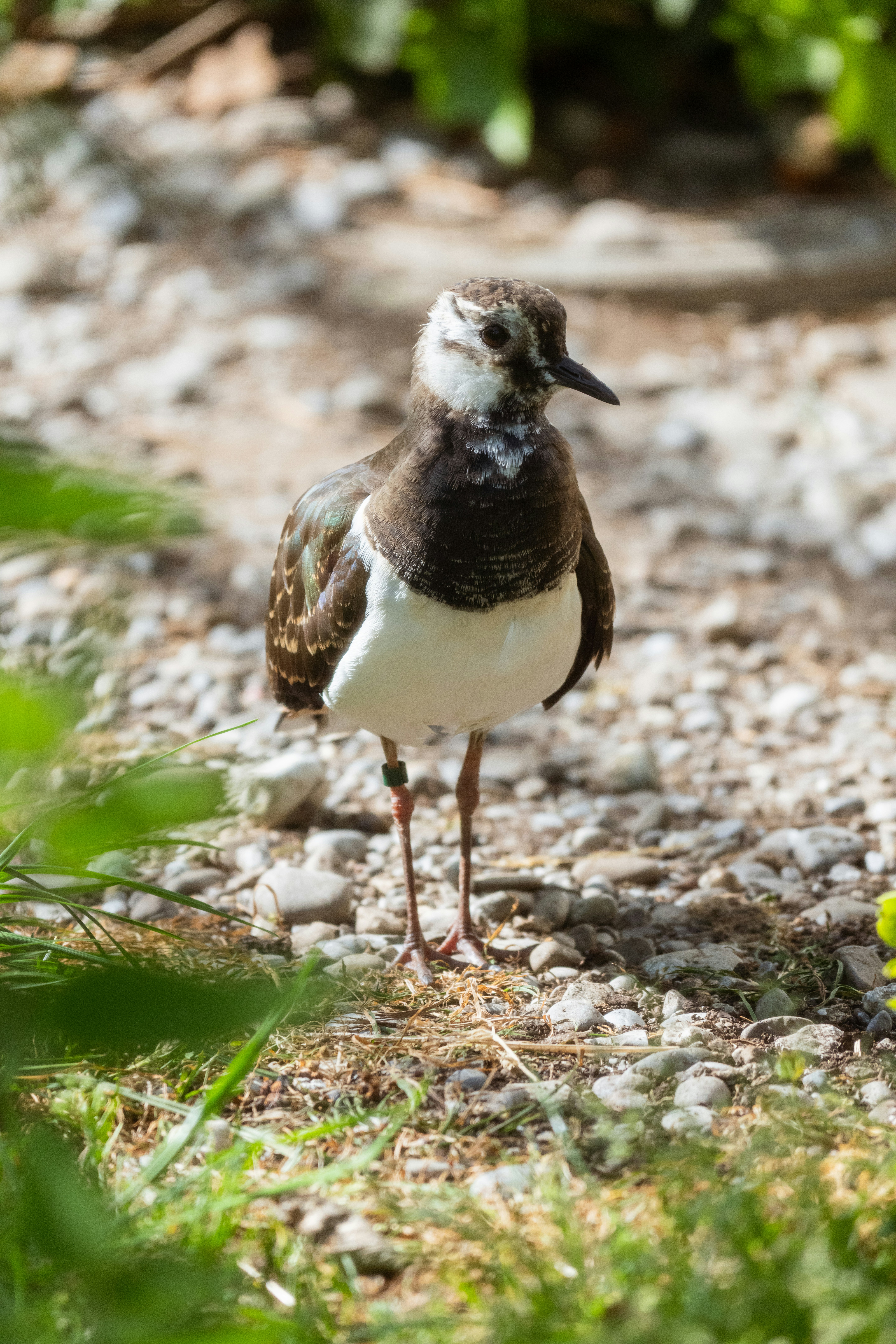 A bird stands on gravel.