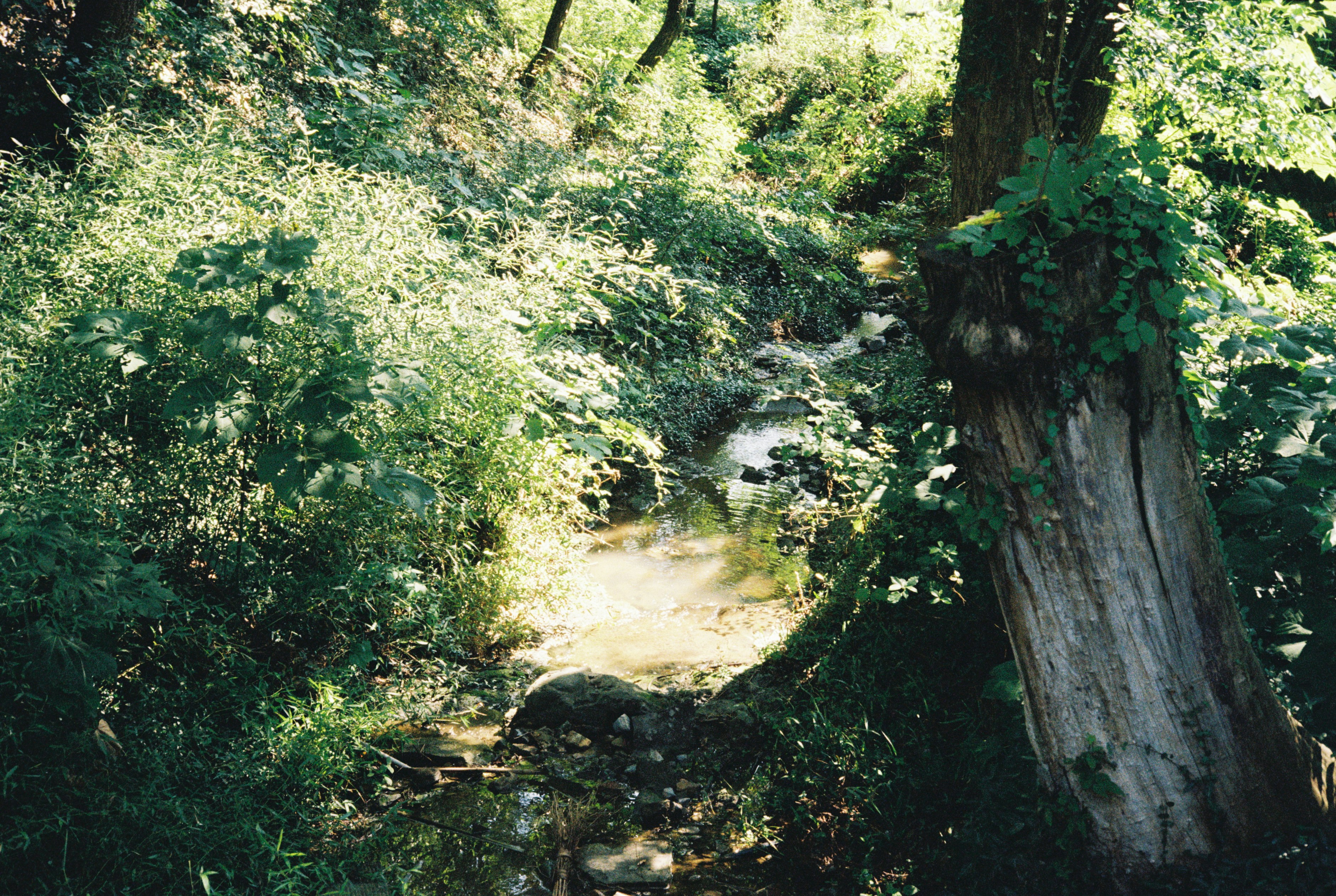 Stop image for Selkirk Loop: A 2-Day Motorcycle & Camping Adventure from Kaslo - A small creek winds through lush green foliage. -  in Kootenay Rockies, British Columbia, Canada - Photo by Peixuan Yu on Unsplash