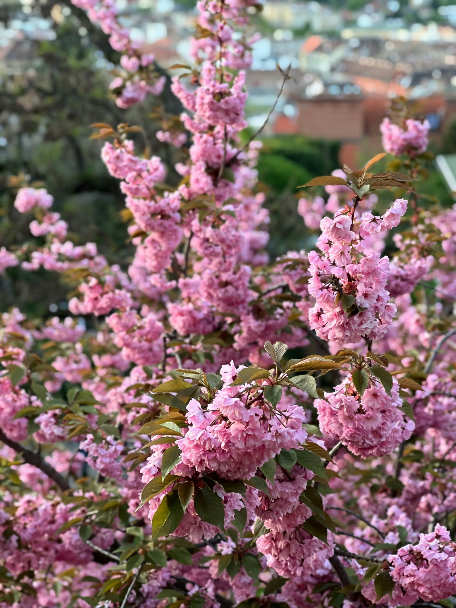 Cherry blossoms bloom vibrantly against the backdrop.