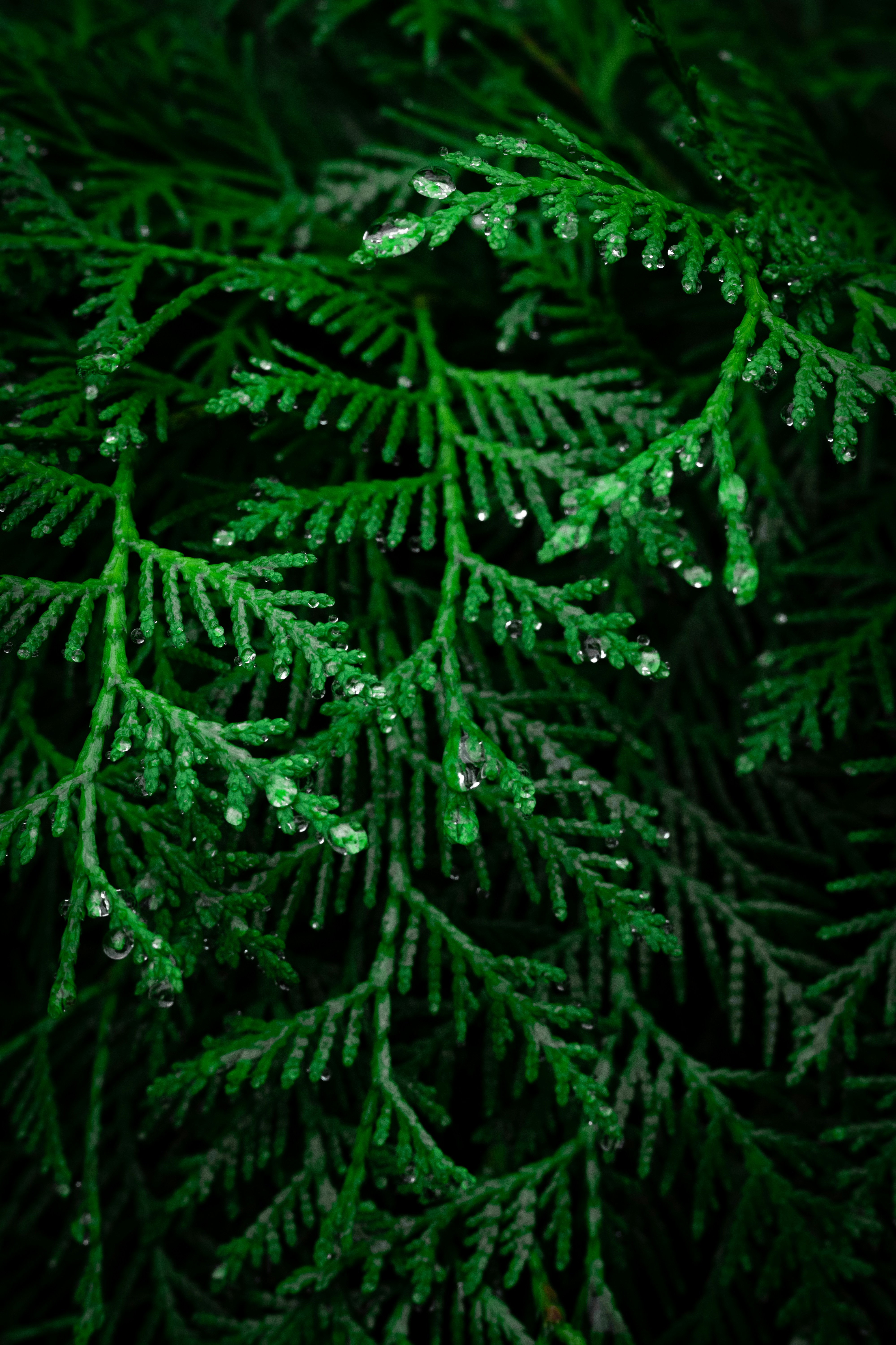 Raindrops glisten on lush, green cedar branches.
