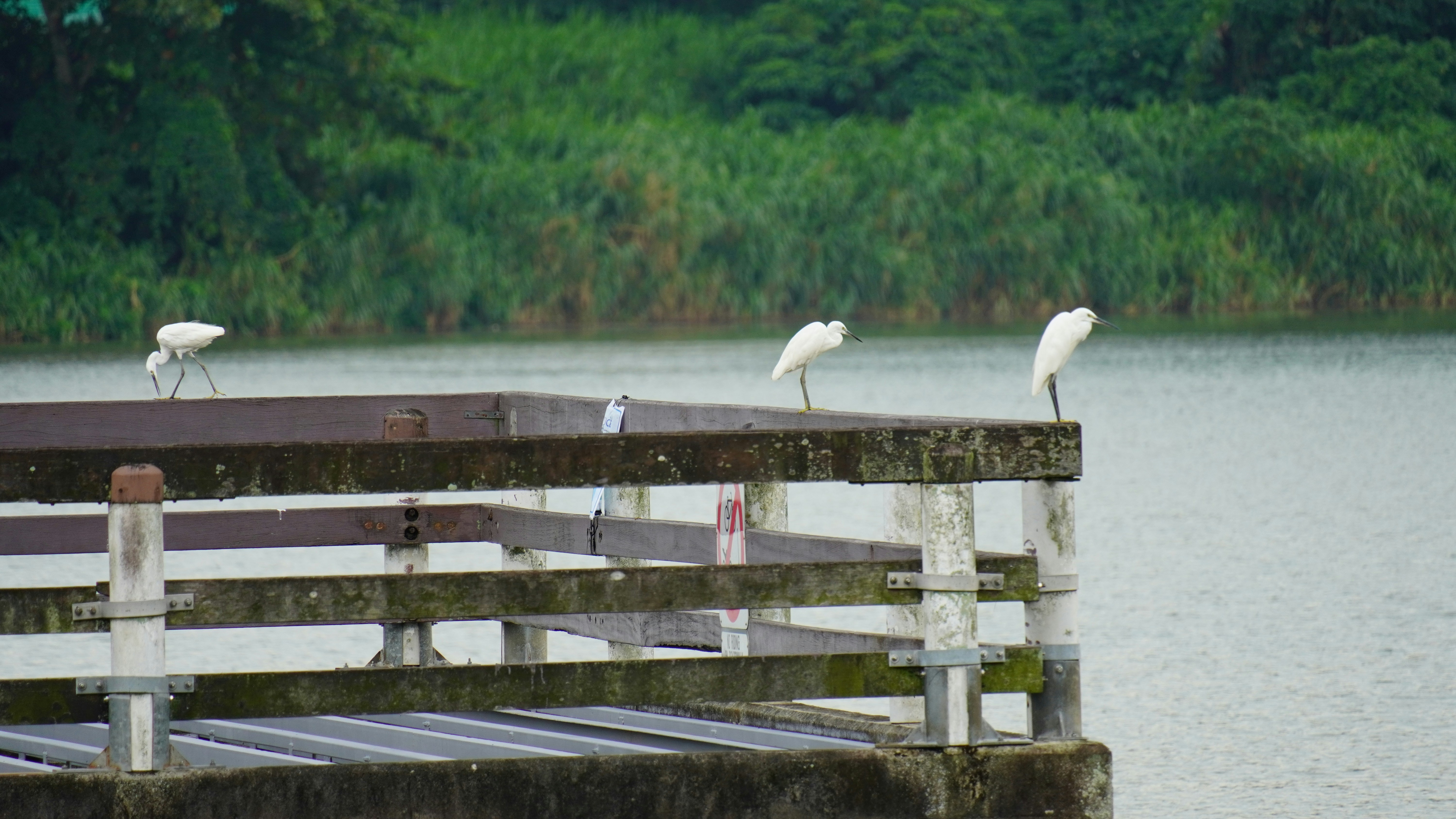 The Three Birds Park