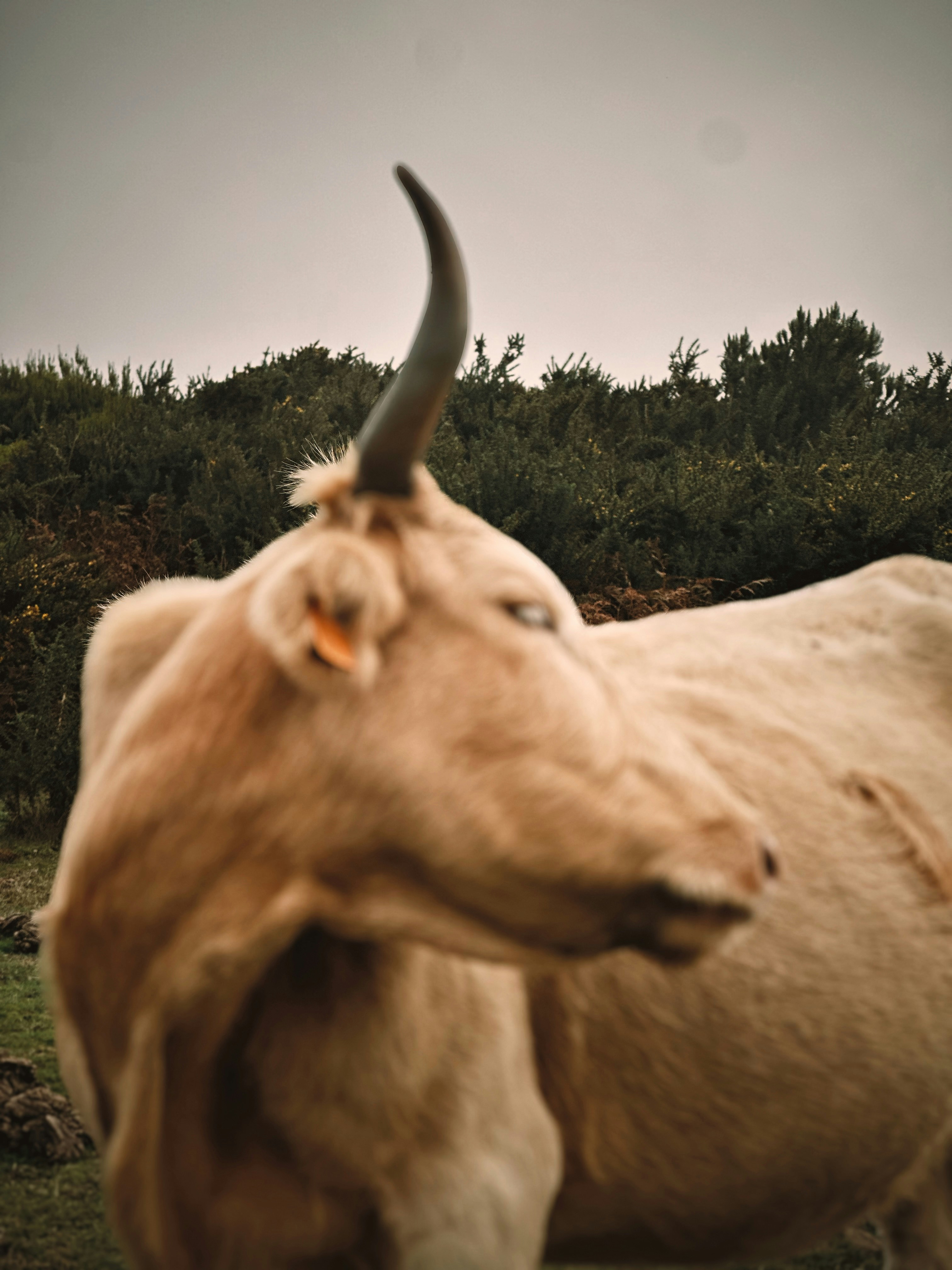 A light-colored cow stands proudly outdoors.