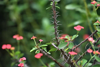A thorny plant with pink flowers.