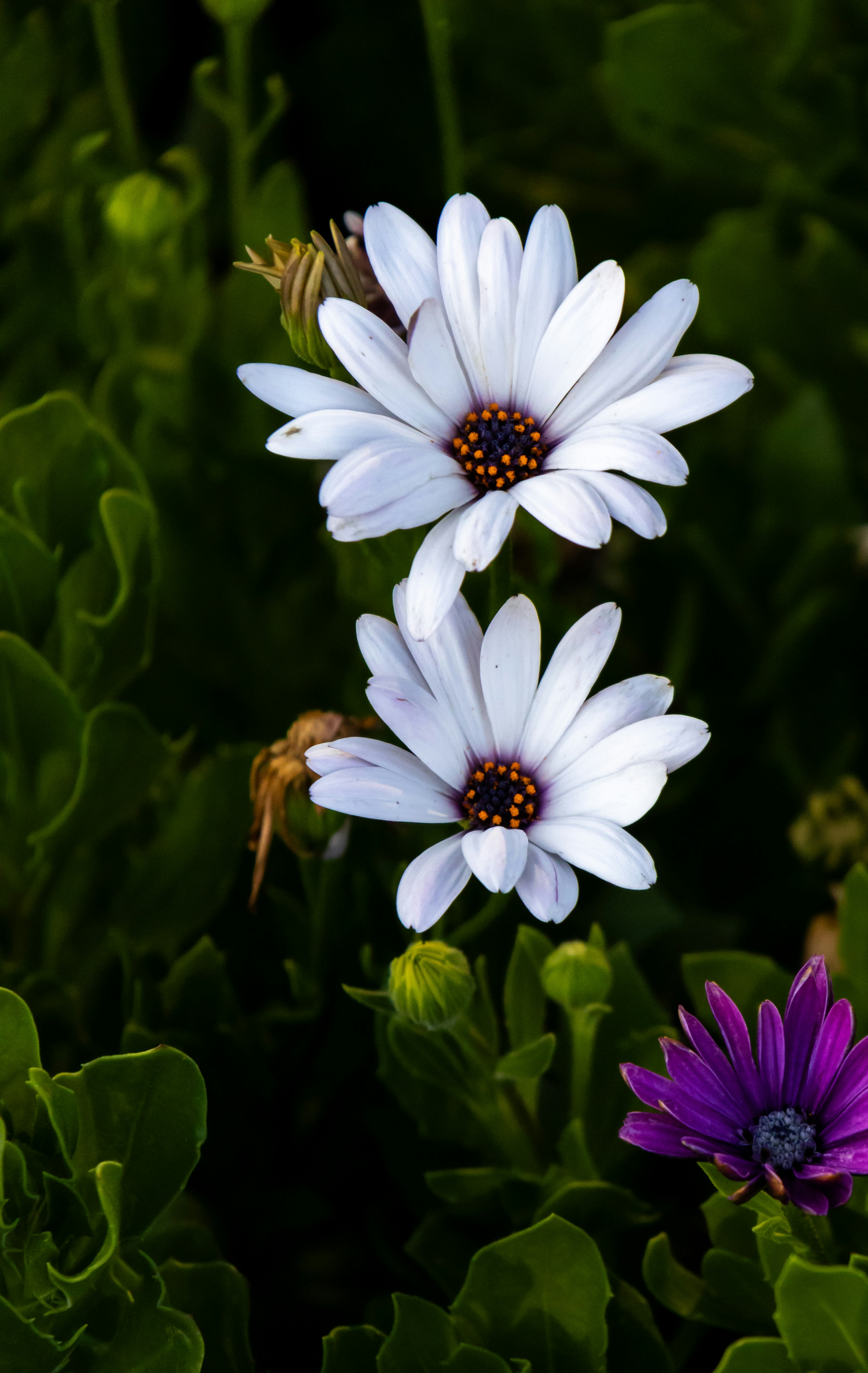 White flowers bloom amongst green leaves.