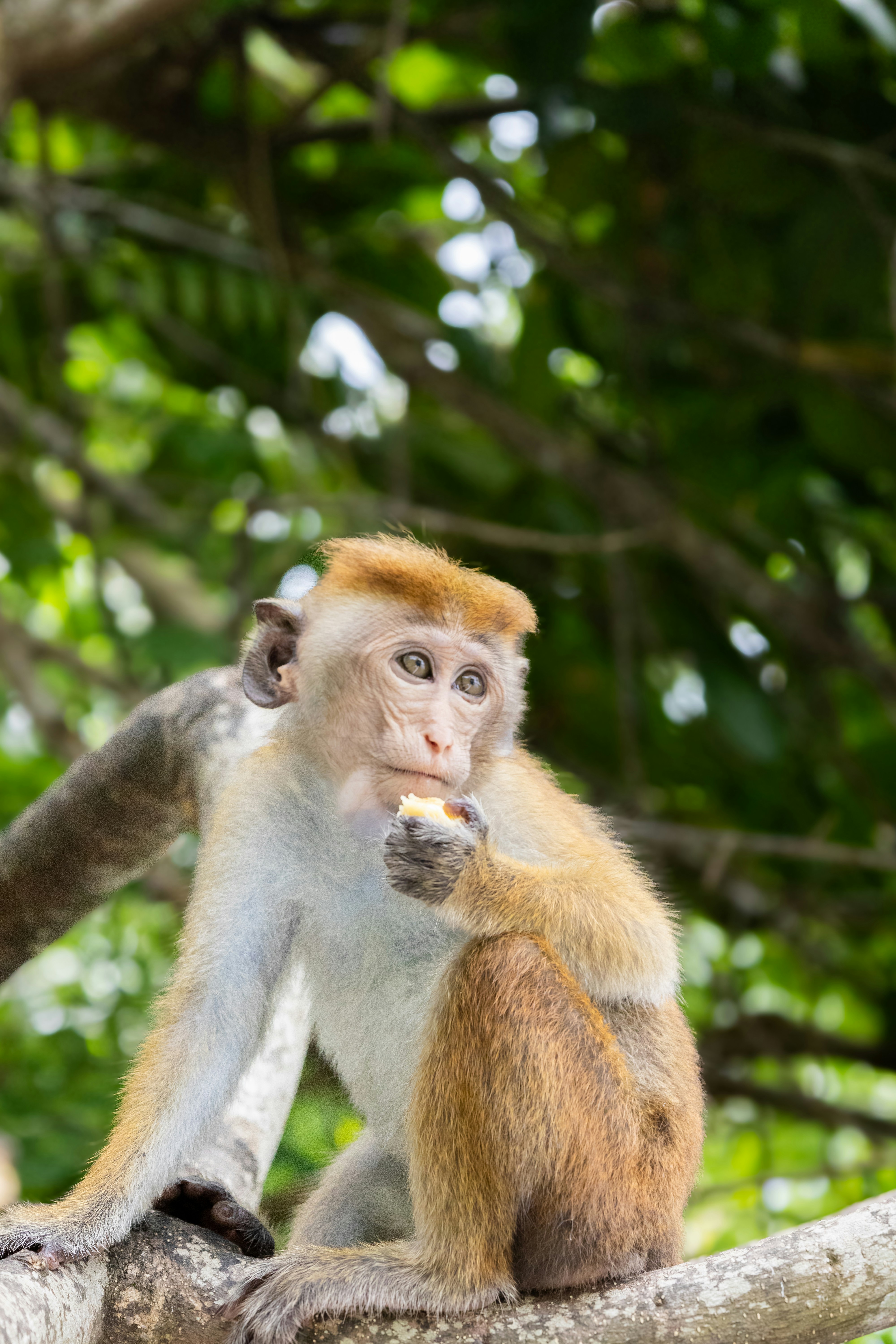 A monkey sits on a branch and eats.