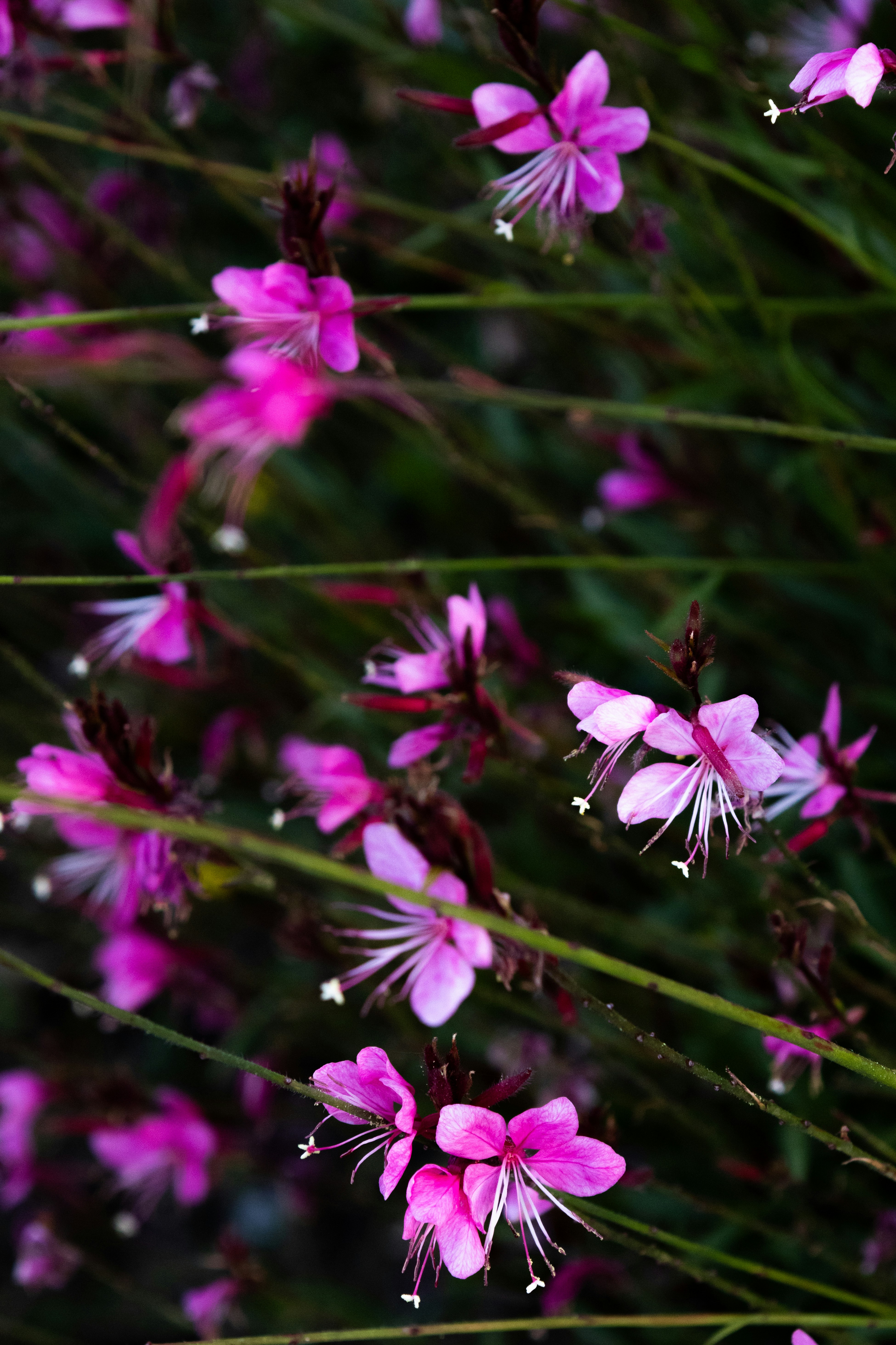 Pink wildflowers bloom against a green backdrop.