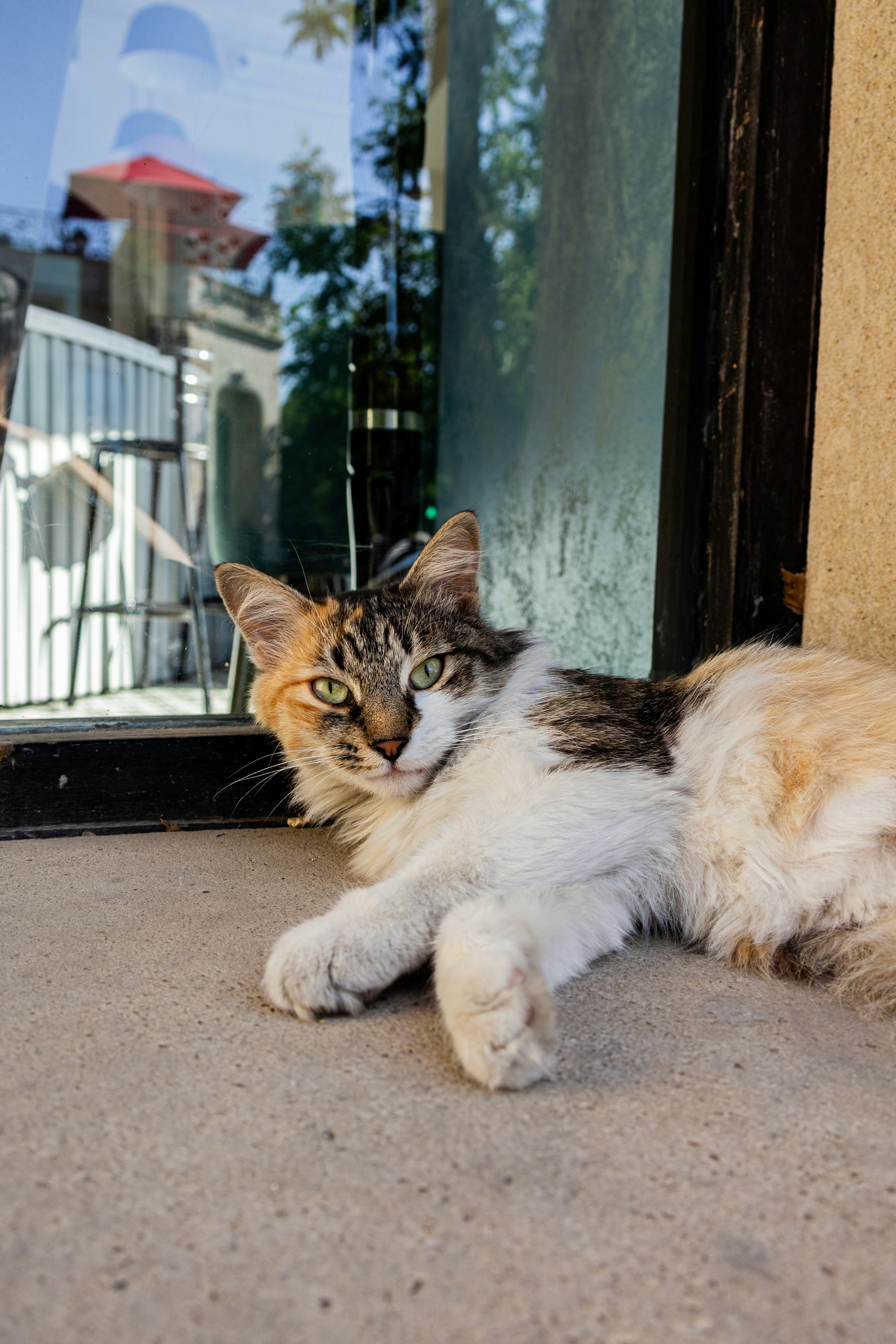 A cat lounges by a reflective window.