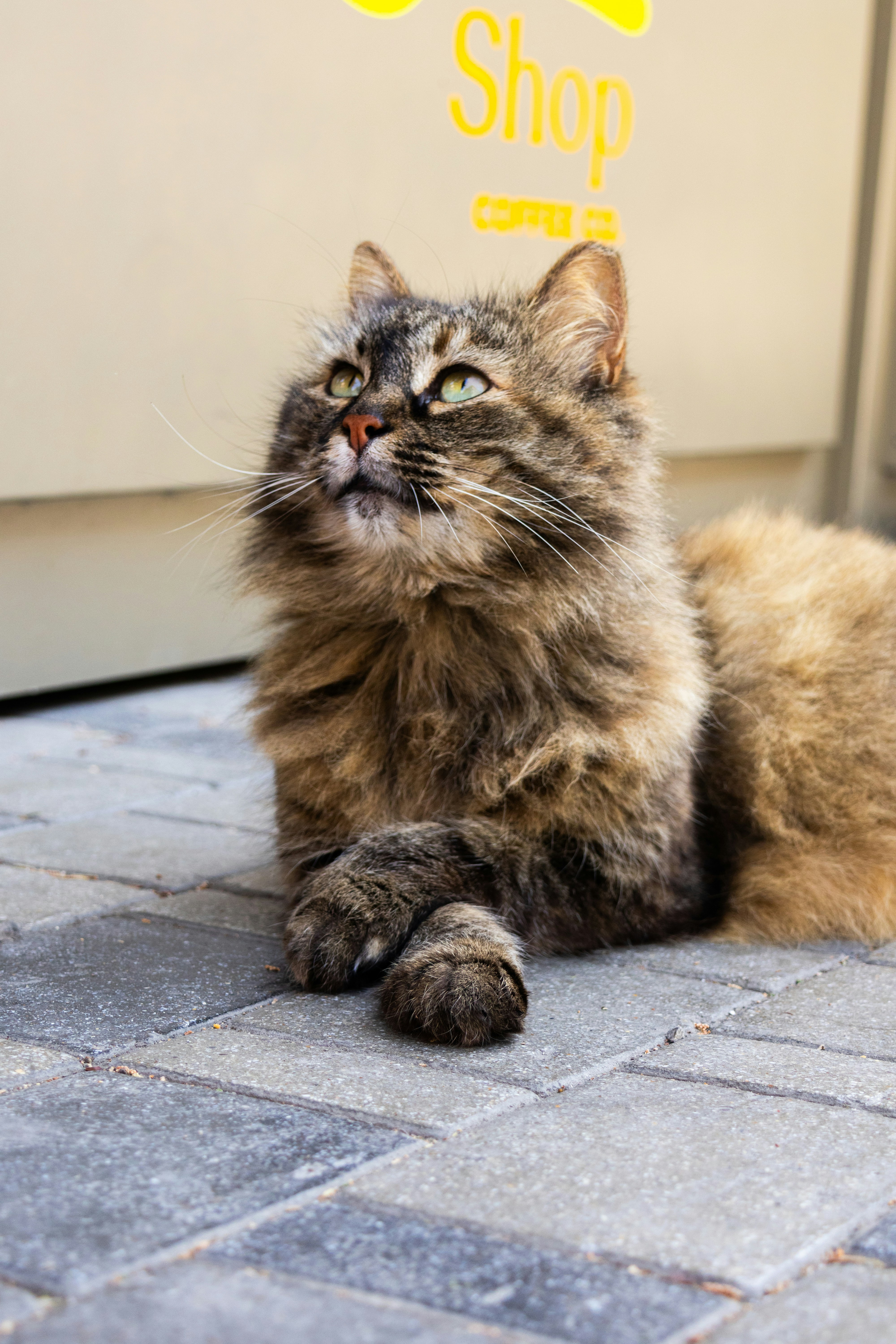 A fluffy cat looks upward.