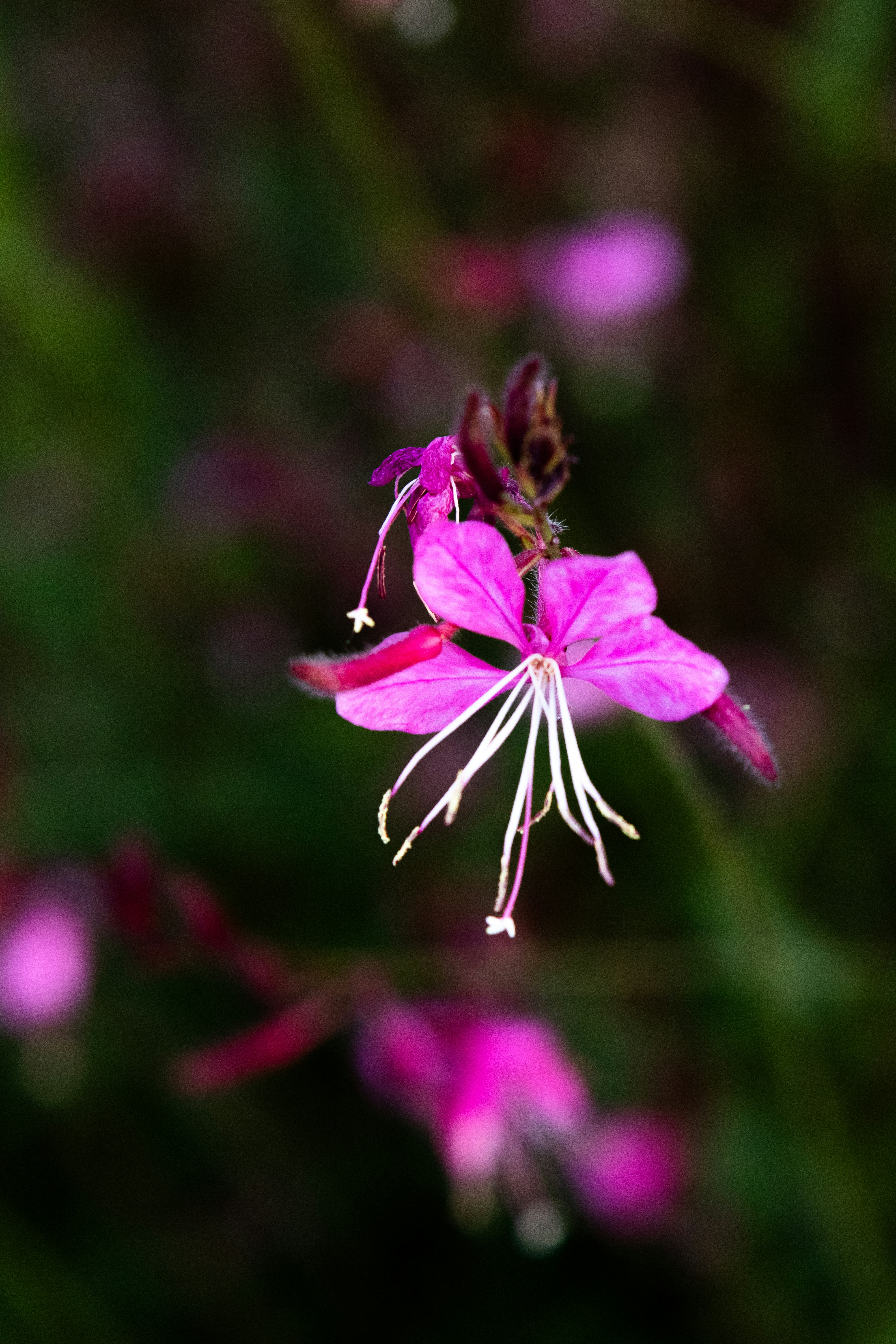 Beautiful pink flower with long white stamens.