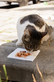 A cat enjoys a small meal on a paper towel.
