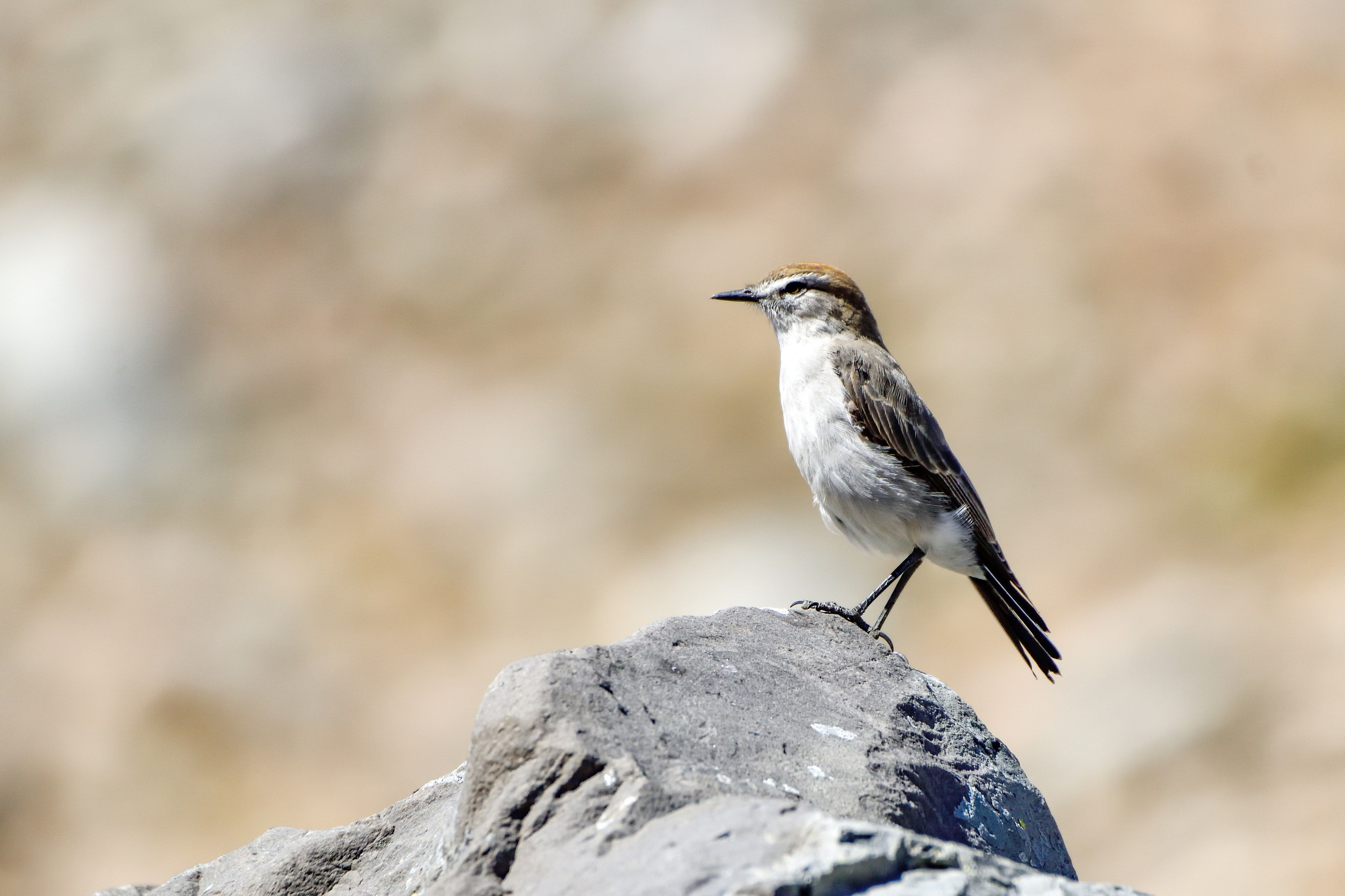 Photo by javiera_neira_f