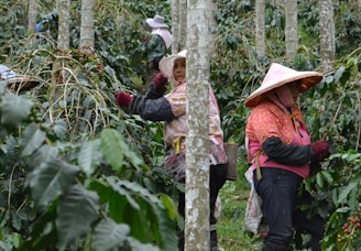 People harvest coffee beans in a plantation.