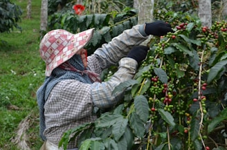 Farmer harvesting coffee cherries in a field.