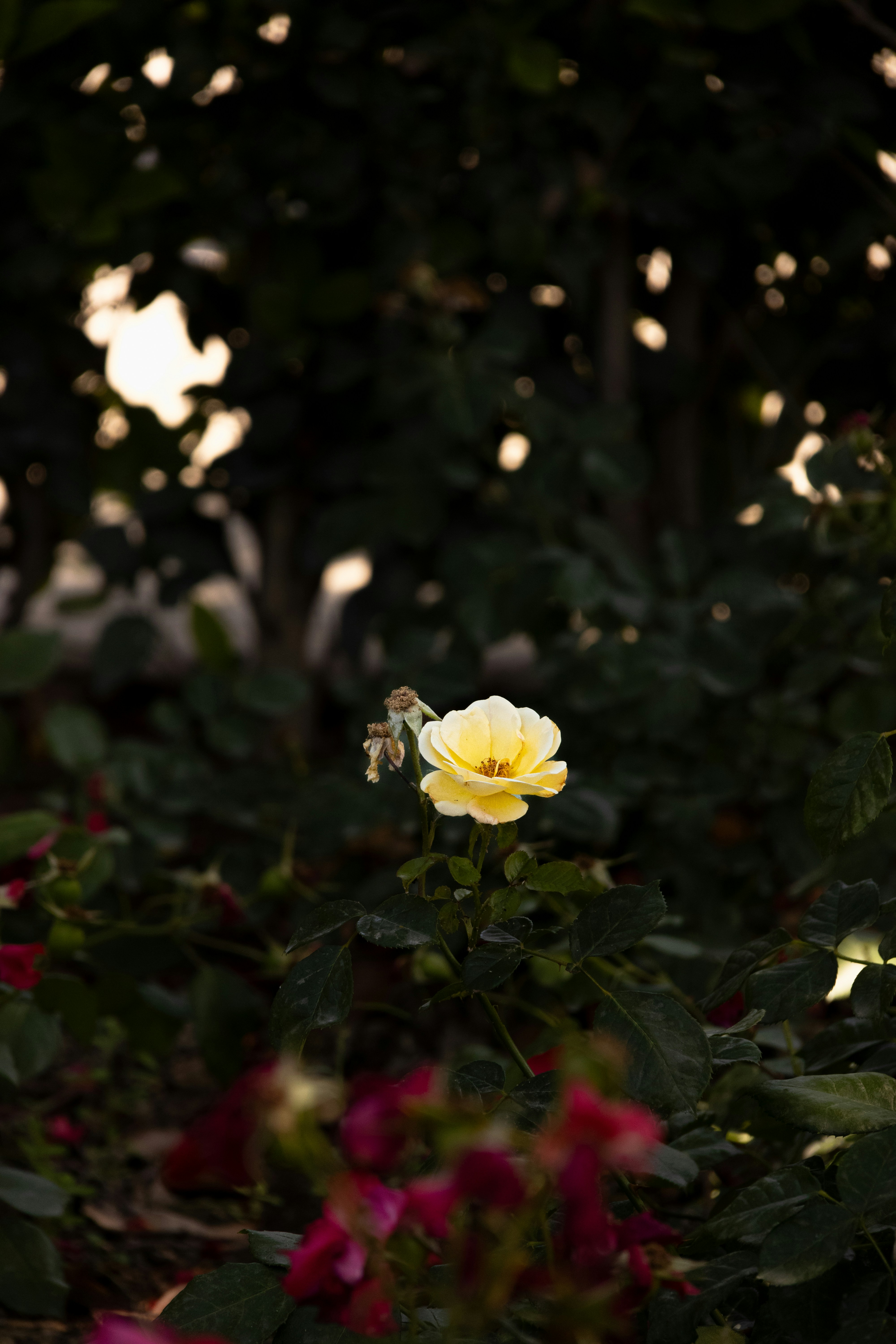 A yellow rose blooms amongst dark green foliage.
