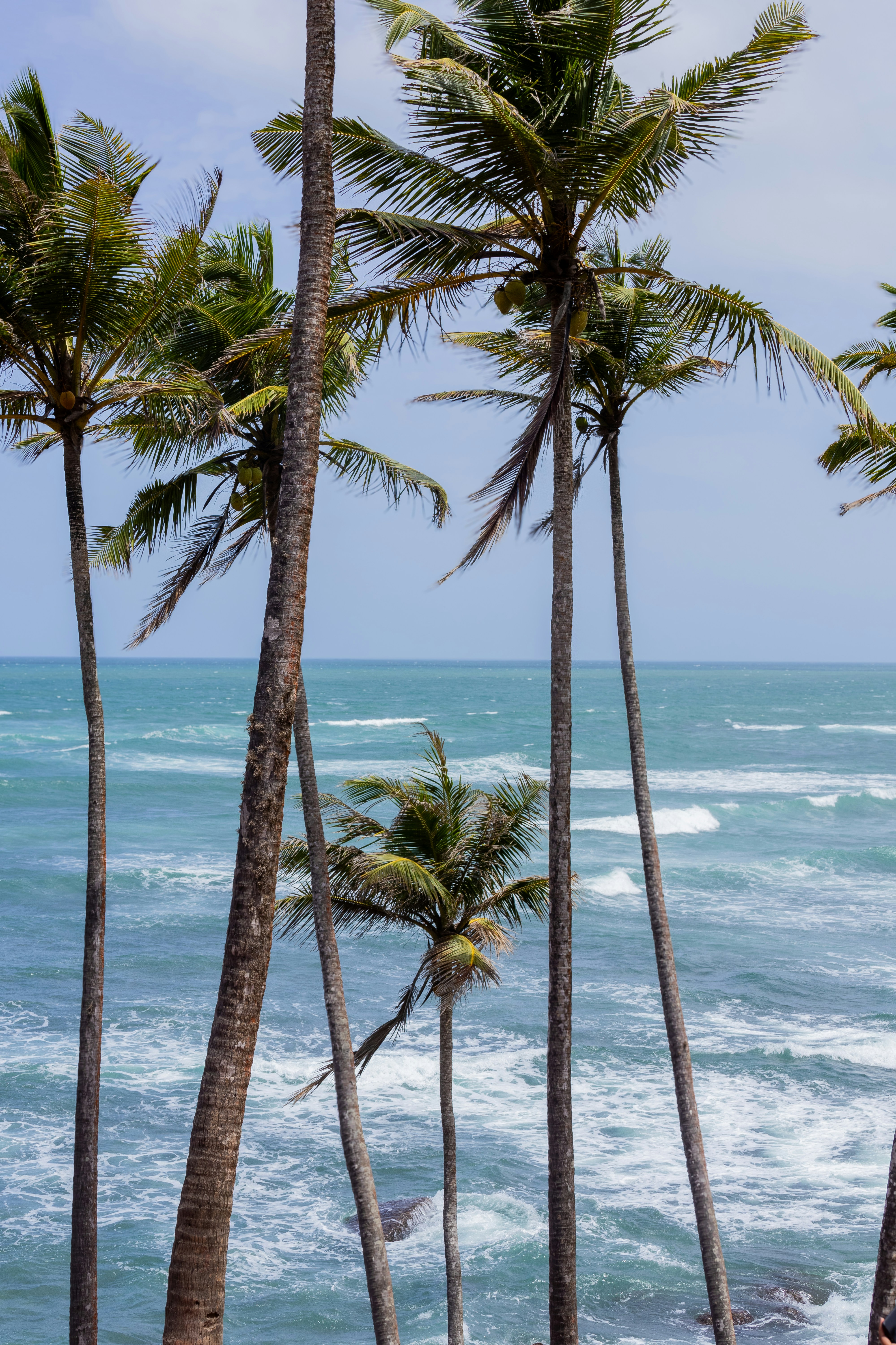 Palm trees stand tall near the ocean.